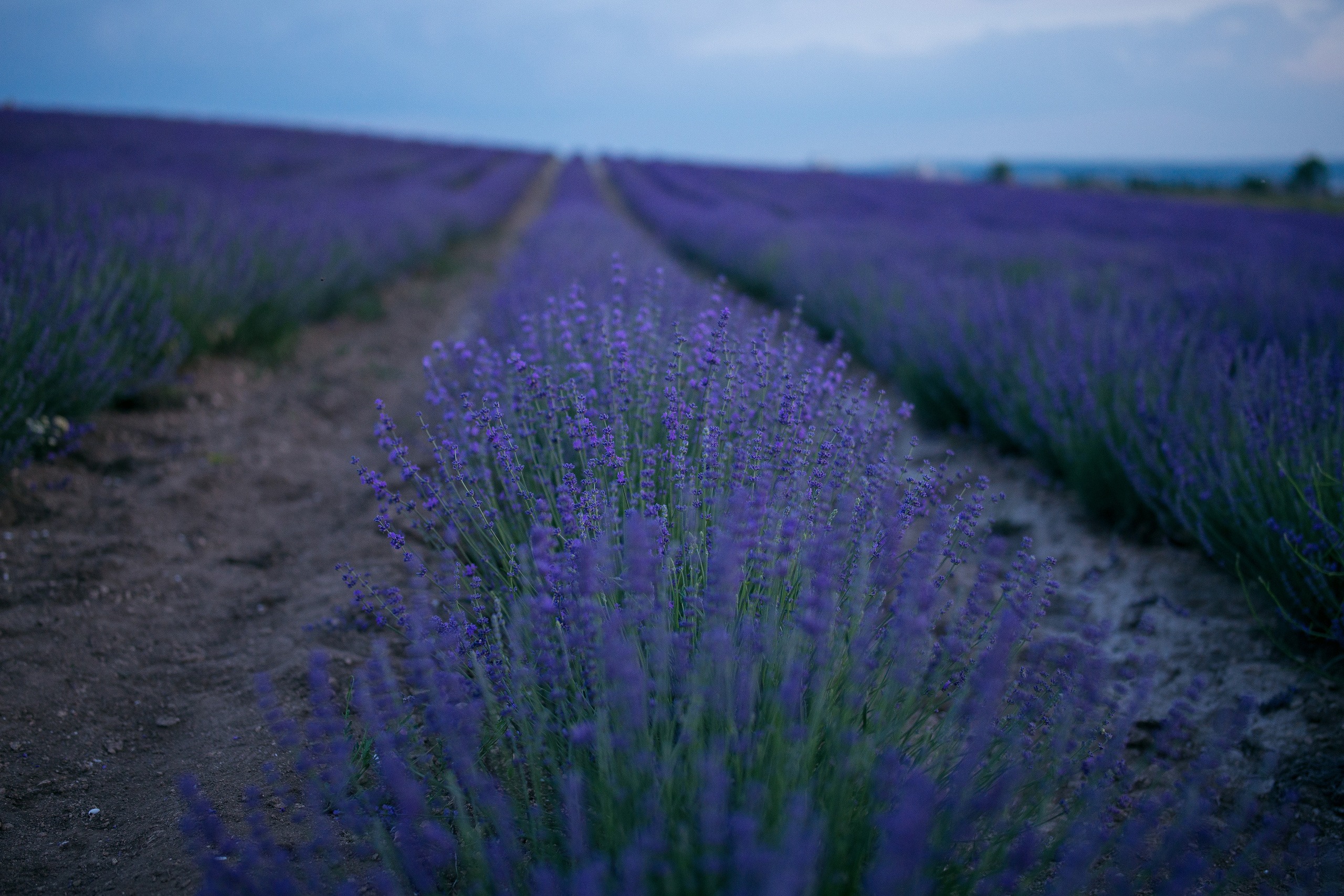 Крымское лавандовое поле в Тургеневке (Бахчисарай)