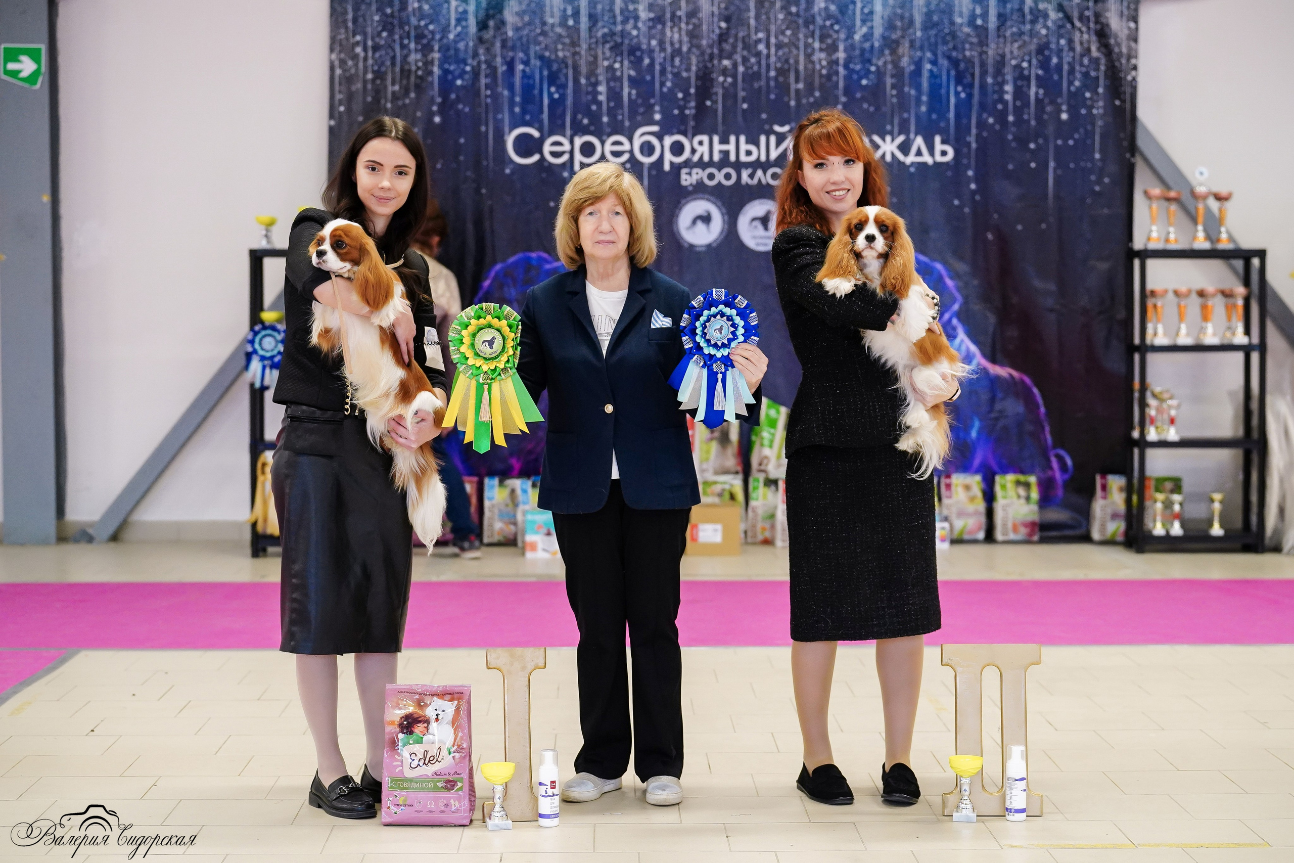 Выставки. Питомник кавалер кинг чарльз спаниелей