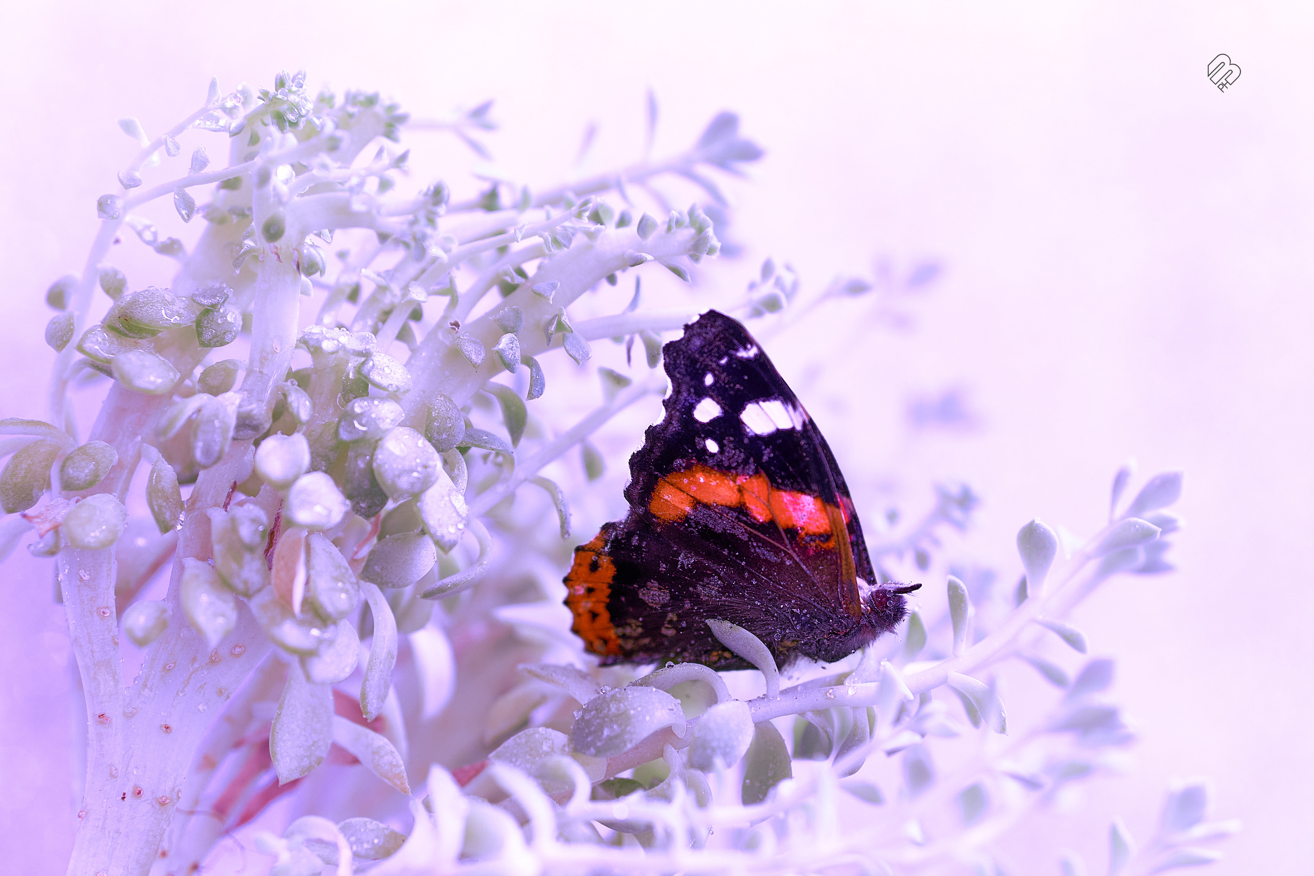 Творческий замысел: бабочка. Фотограф людей и животных в Санкт-Петербурге Марина Бурмистрова