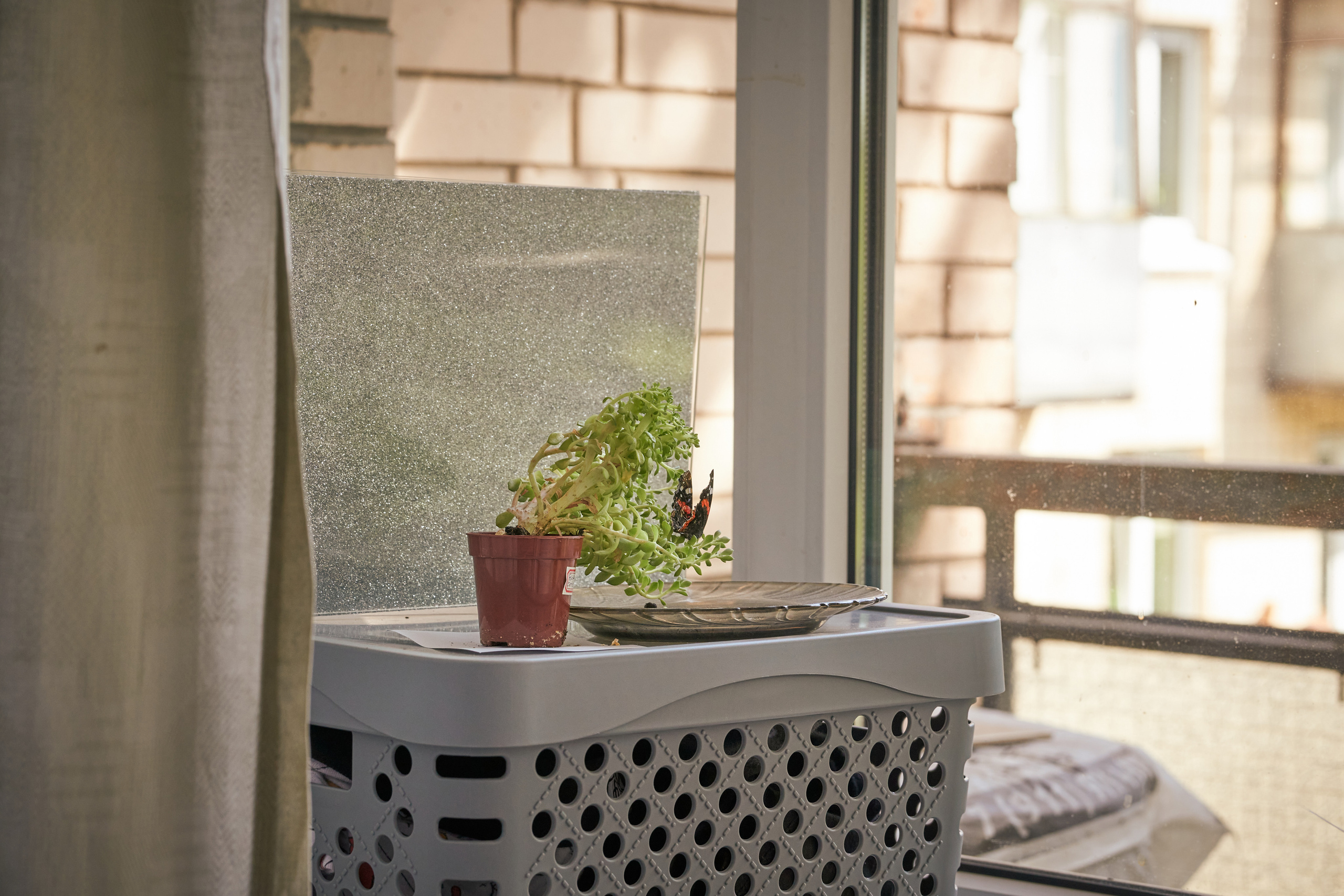 Творческий замысел: бабочка. Фотограф людей и животных в Санкт-Петербурге Марина Бурмистрова