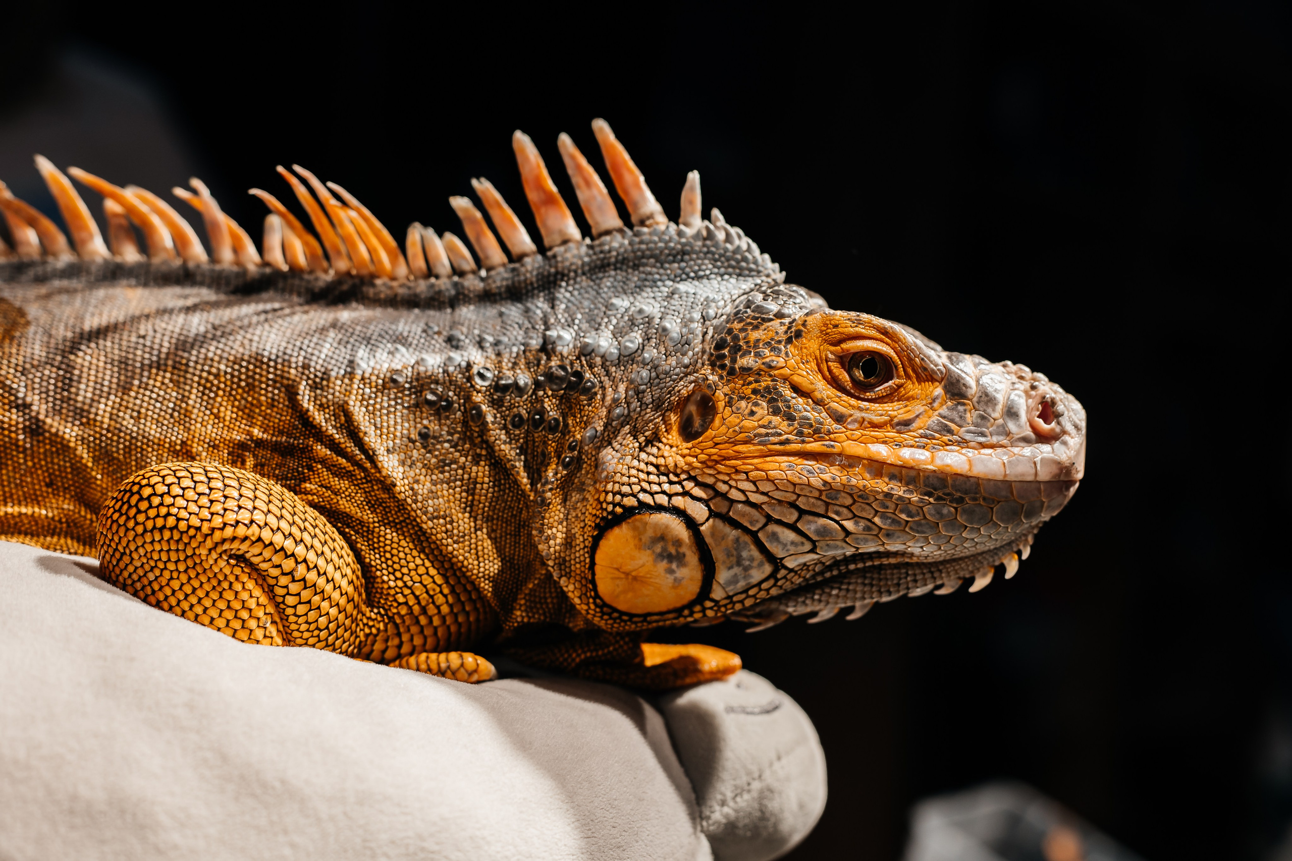 Рептилиум — Выставка продажа экзотических животных. Галина Шарапова Детский и семейный фотограф Москва