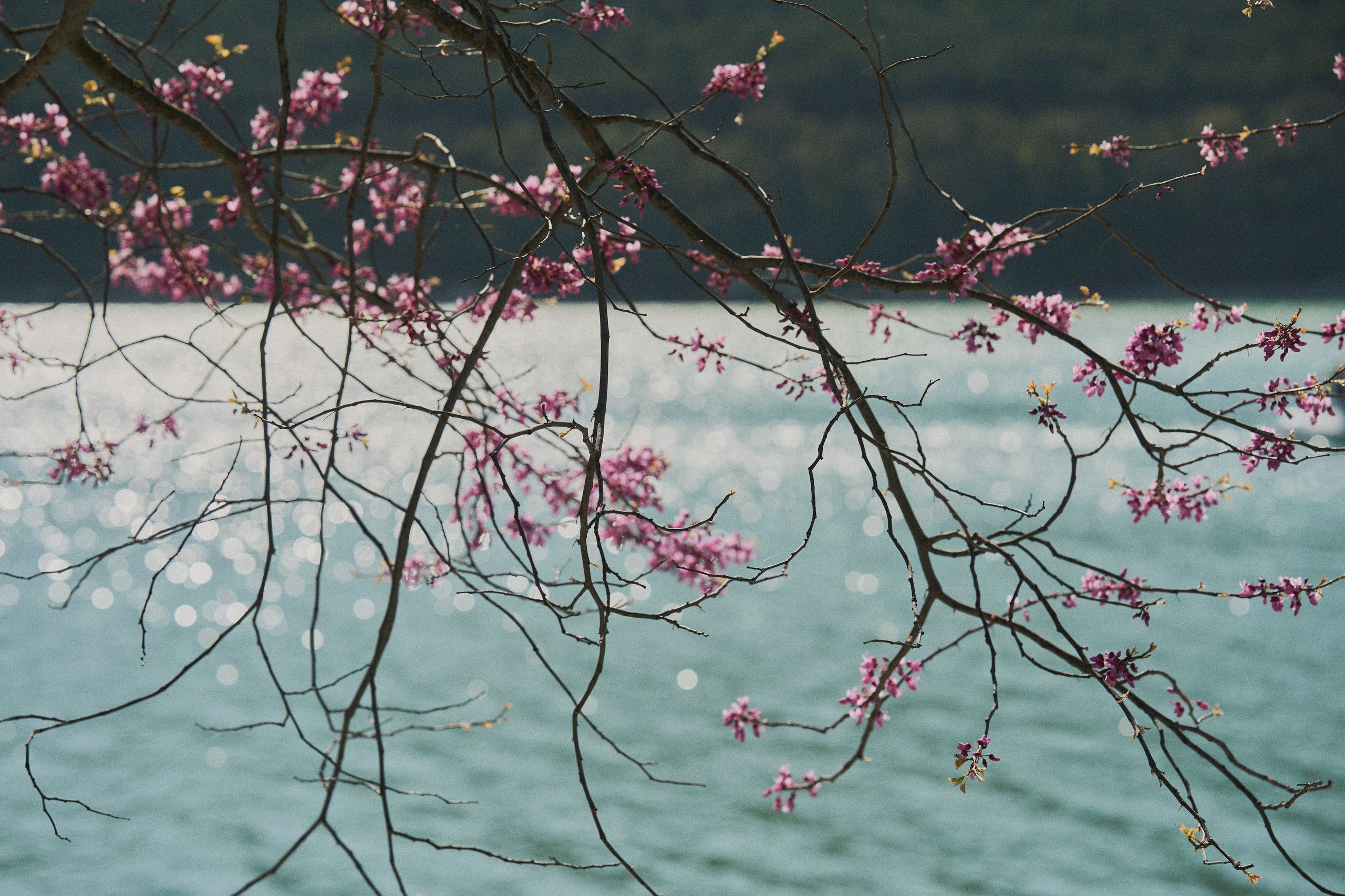 Услуги. Гасанова Алина|Фотограф в Санкт-Петербурге