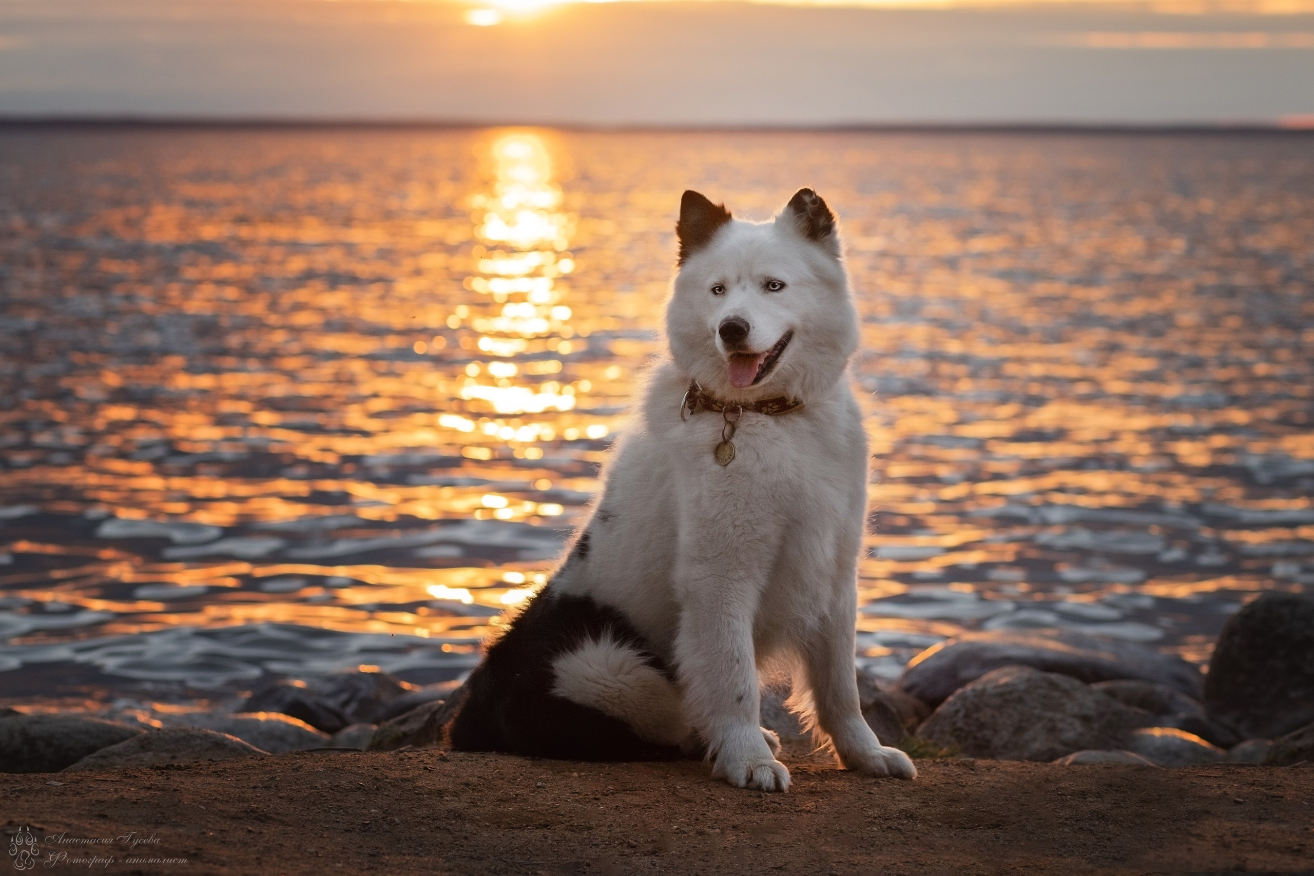 Стоимость семейной фотосессии. Семейный и анималист фотограф в Переславле Анастасия Гусева