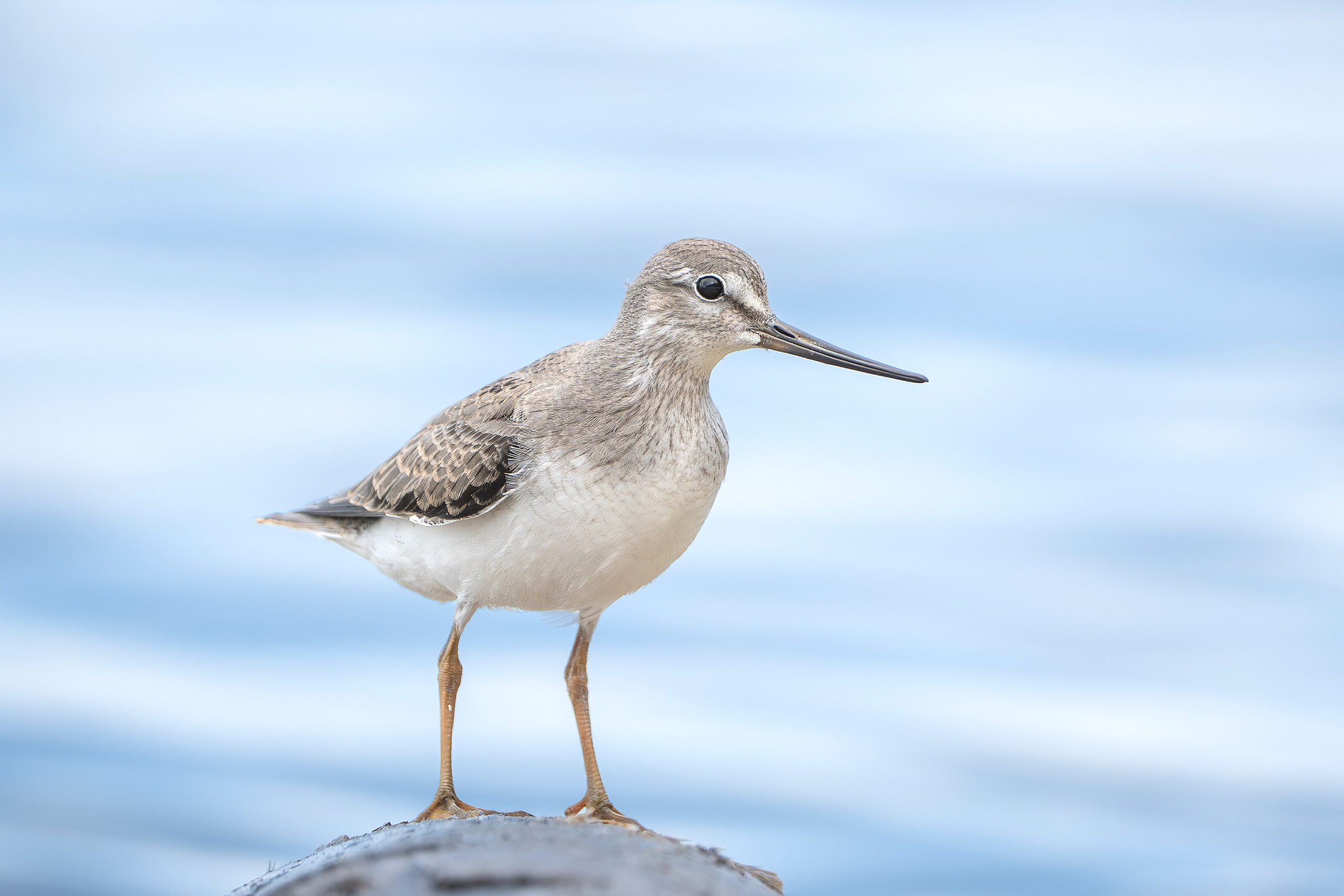 Фотограф Лубсан Чагдуров