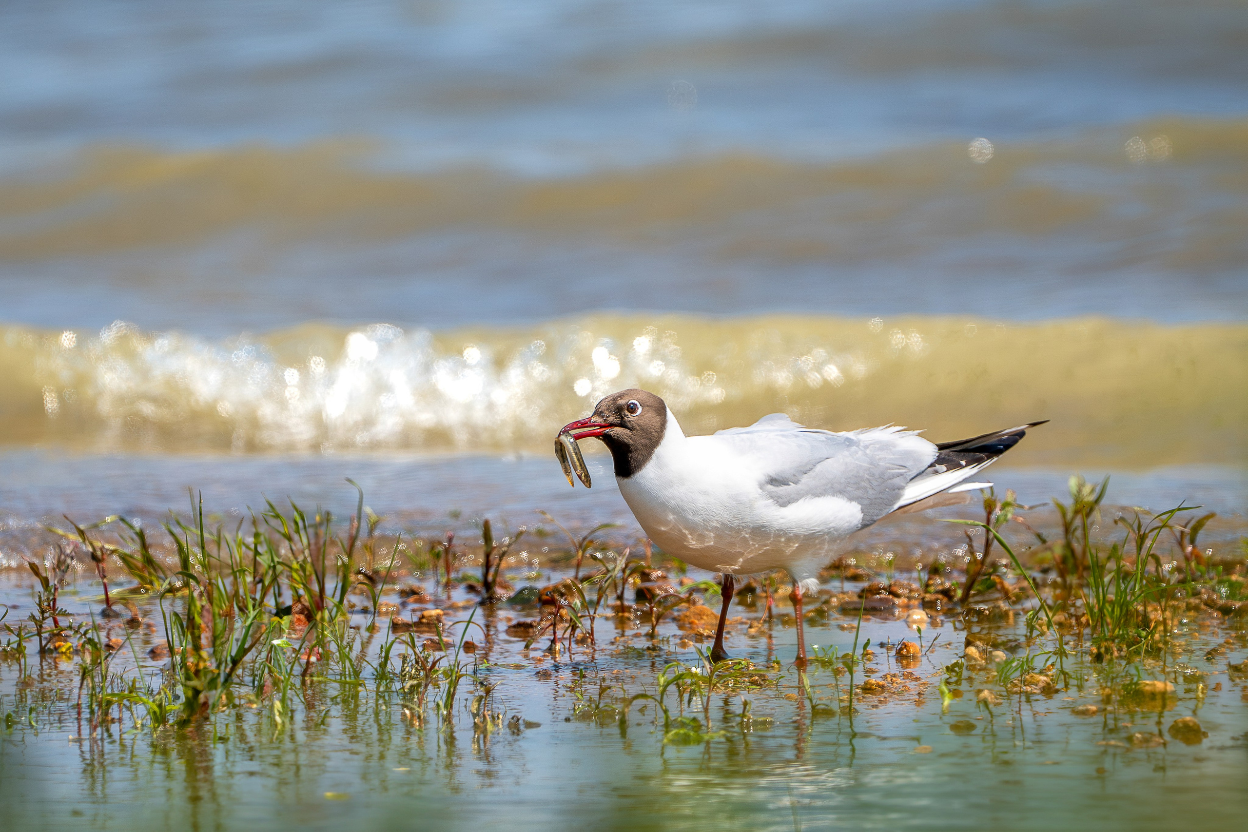 Фотограф Лубсан Чагдуров