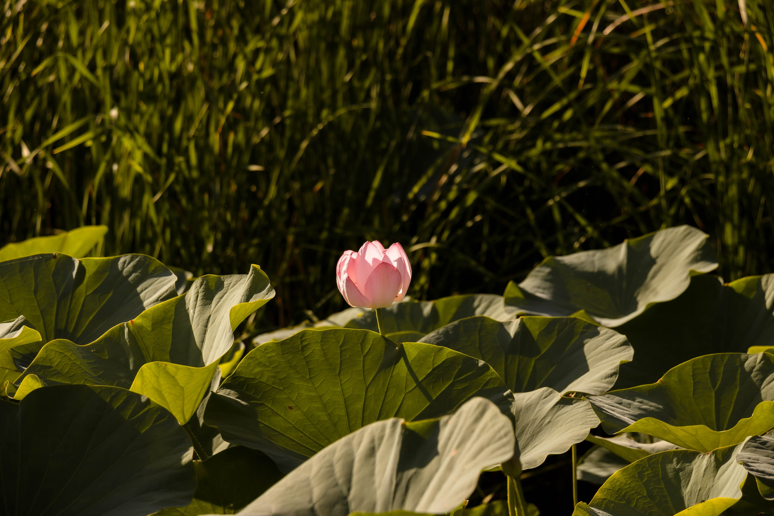 Заявка. Индивидуальный и семейный фотограф в Волжском и Волгограде Алёна Кизименко