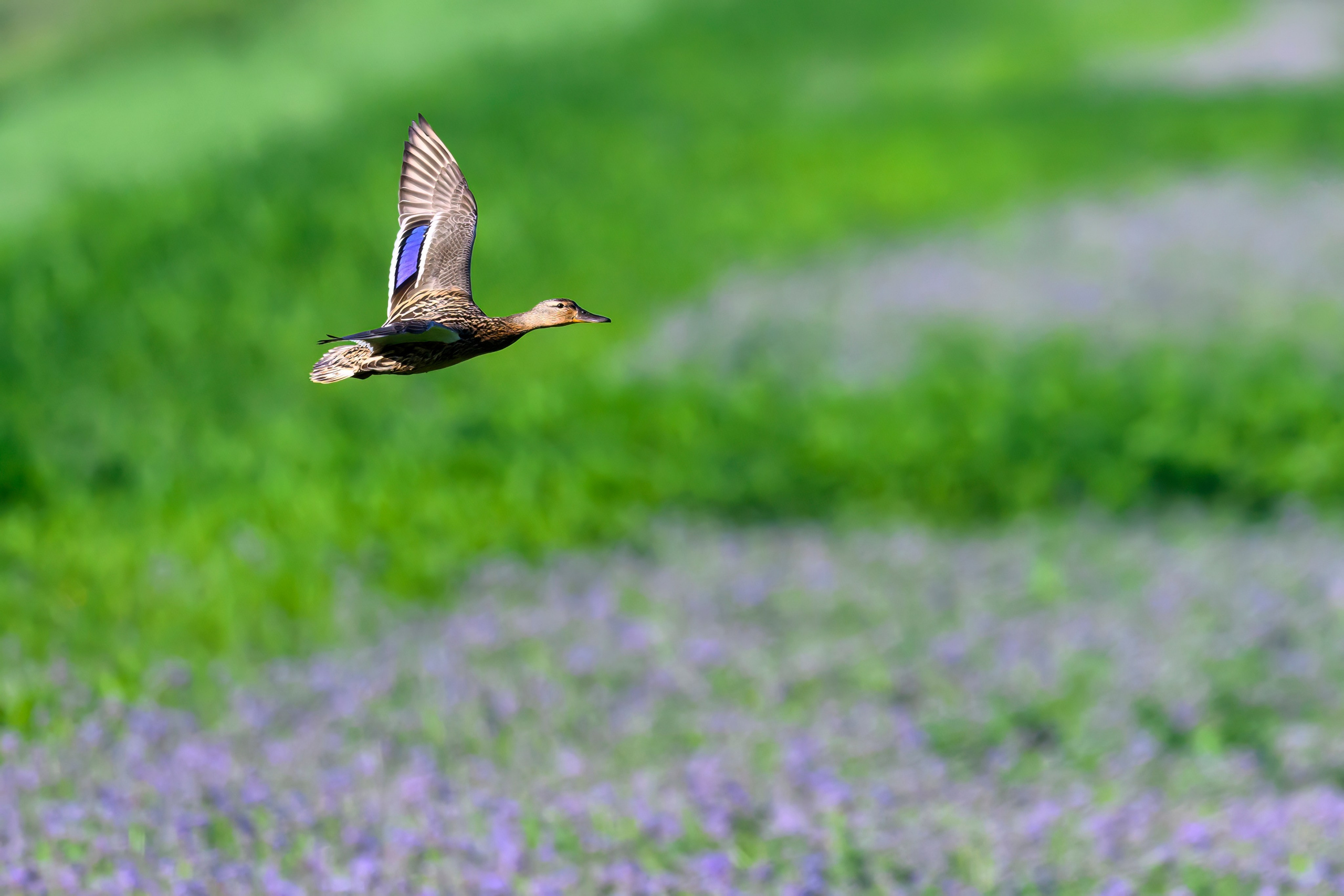 Пустельга и совы. Wildlife photography by Sergey Puponin