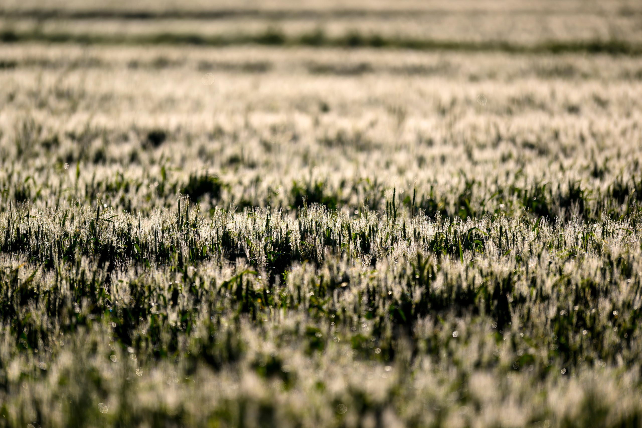 Совы и заяц. Фотограф Сергей Пупонин