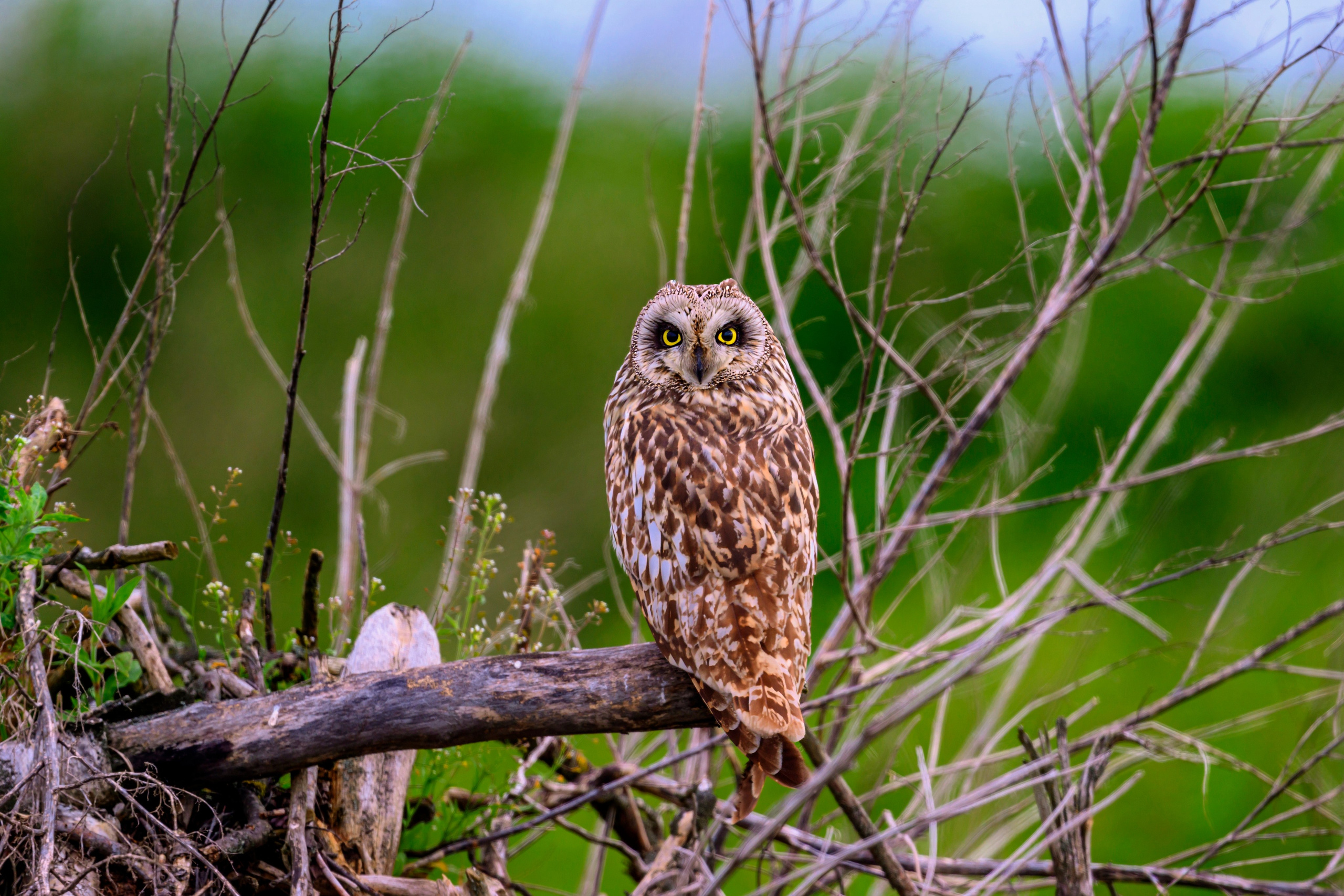 Фотосессия совы. Фотограф Сергей Пупонин