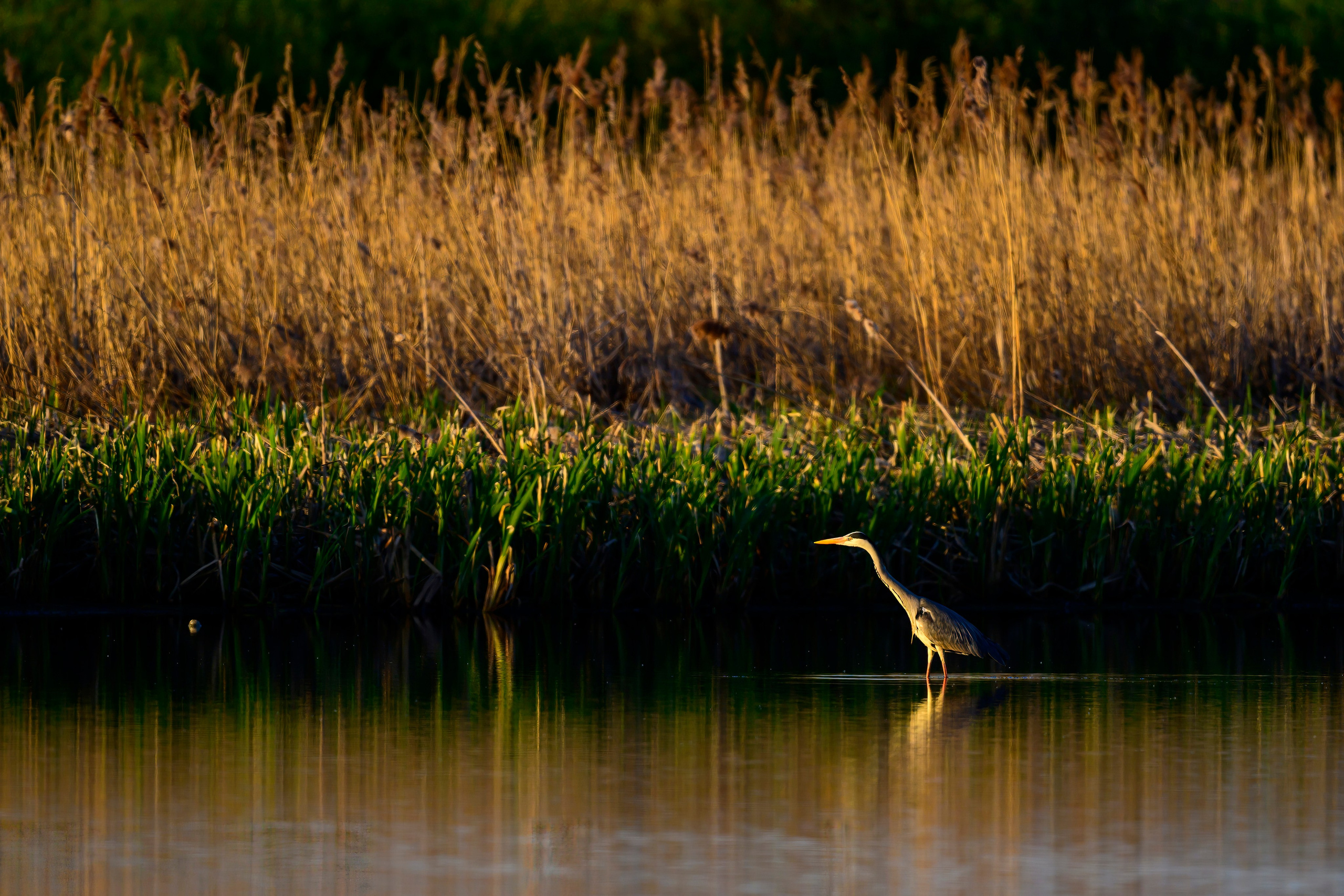 Цапли и совы. Wildlife photography by Sergey Puponin
