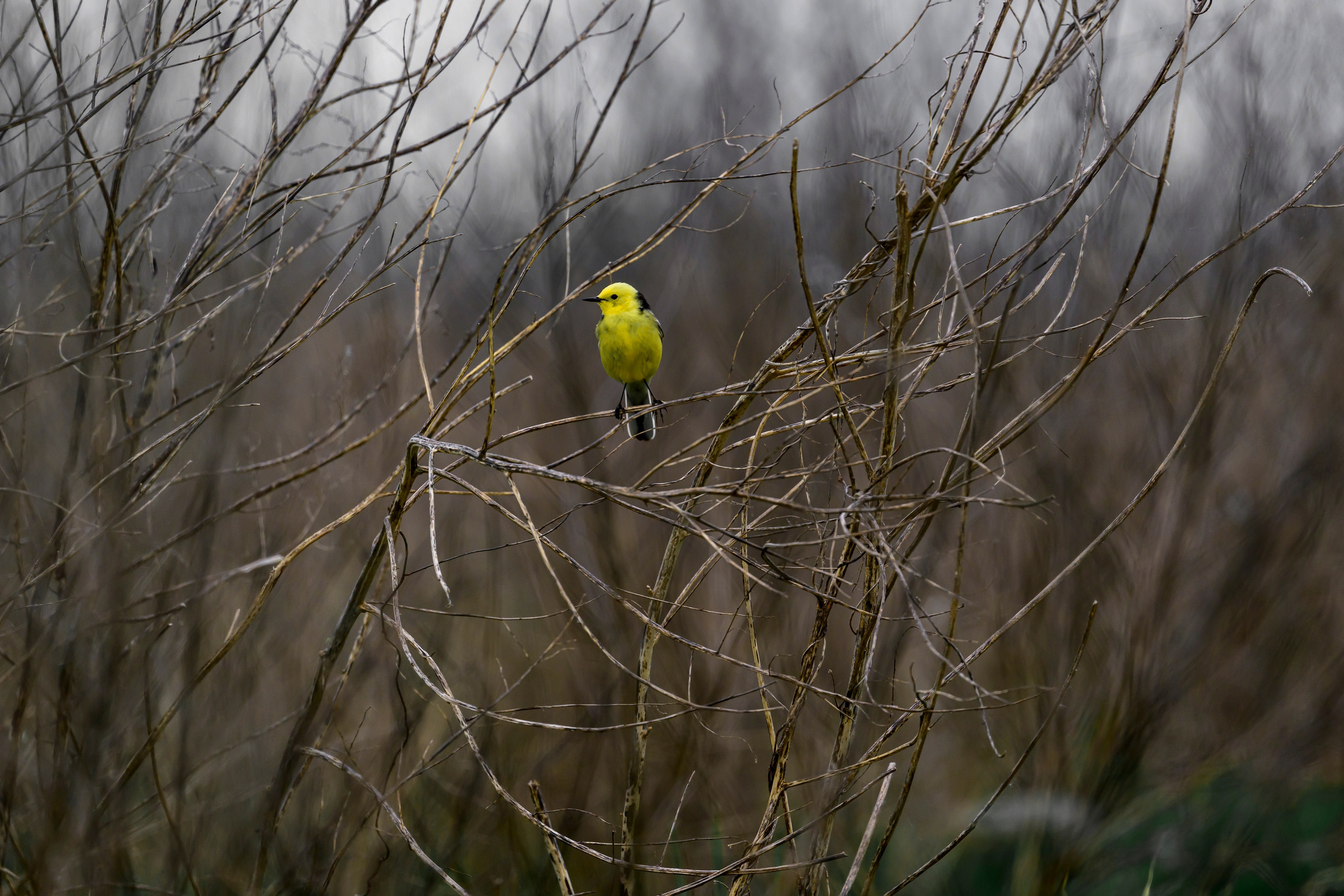 Лунь атакует сову. Wildlife photography by Sergey Puponin