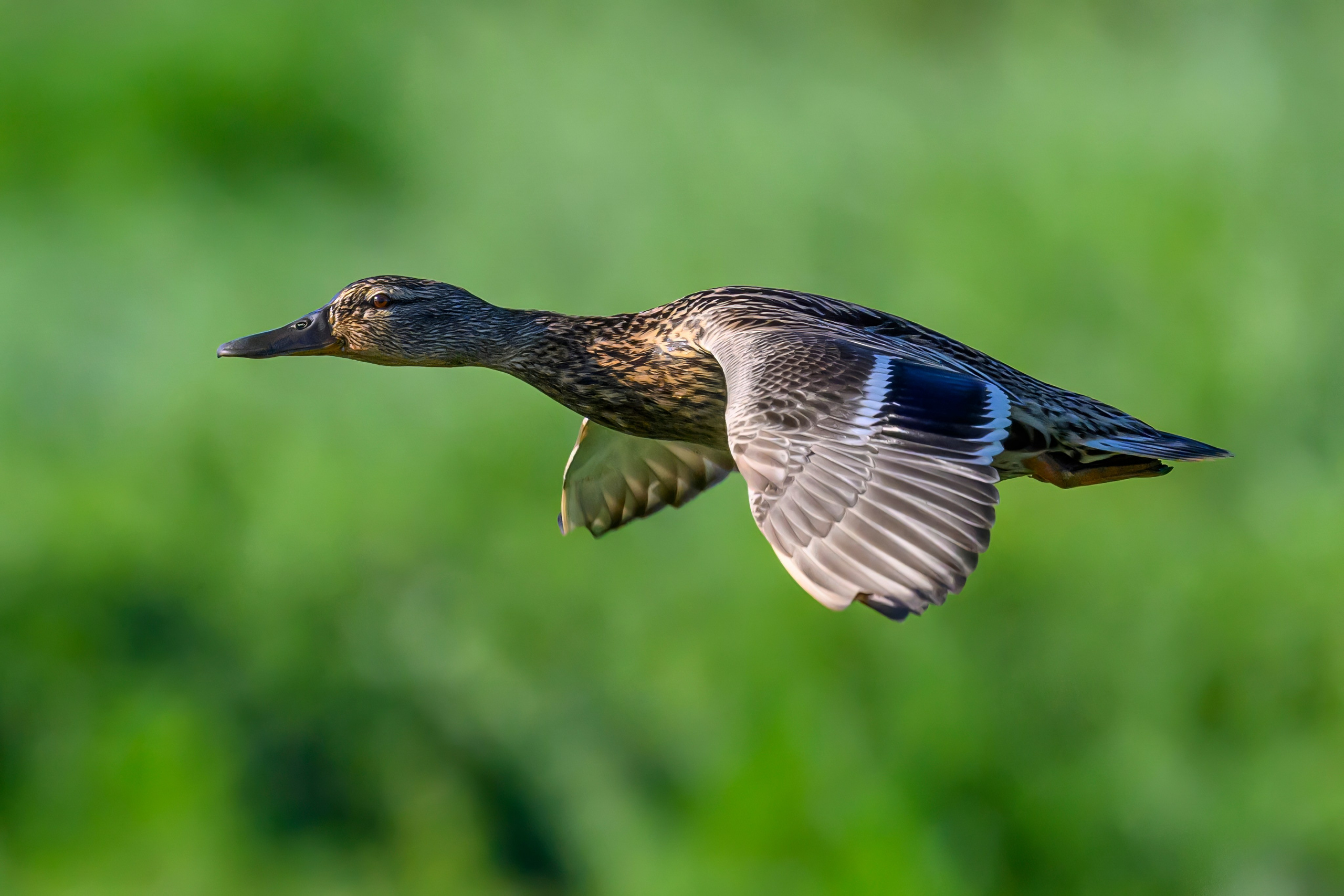 Пустельга и совы. Wildlife photography by Sergey Puponin