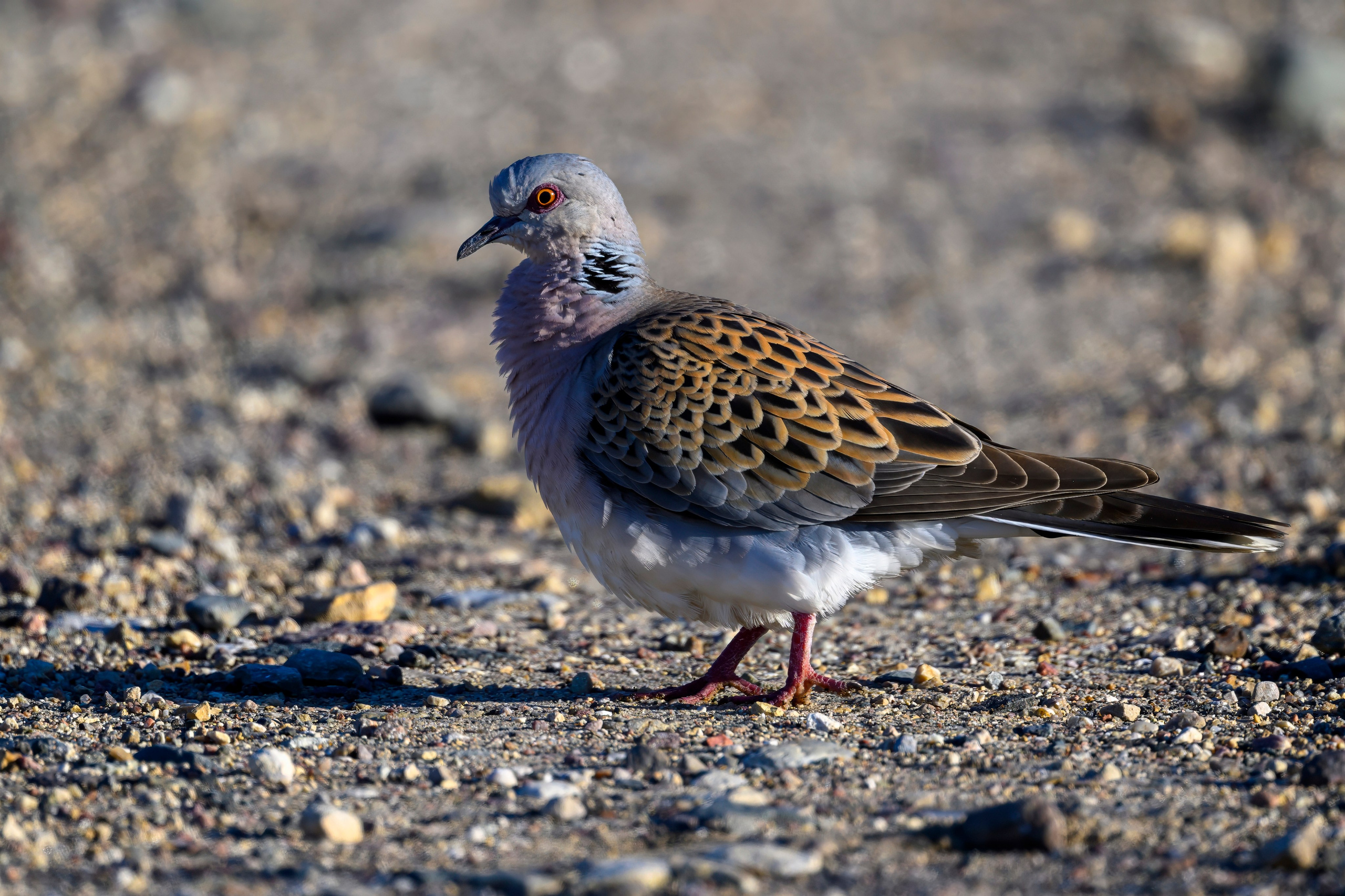 Совы и заяц. Фотограф Сергей Пупонин