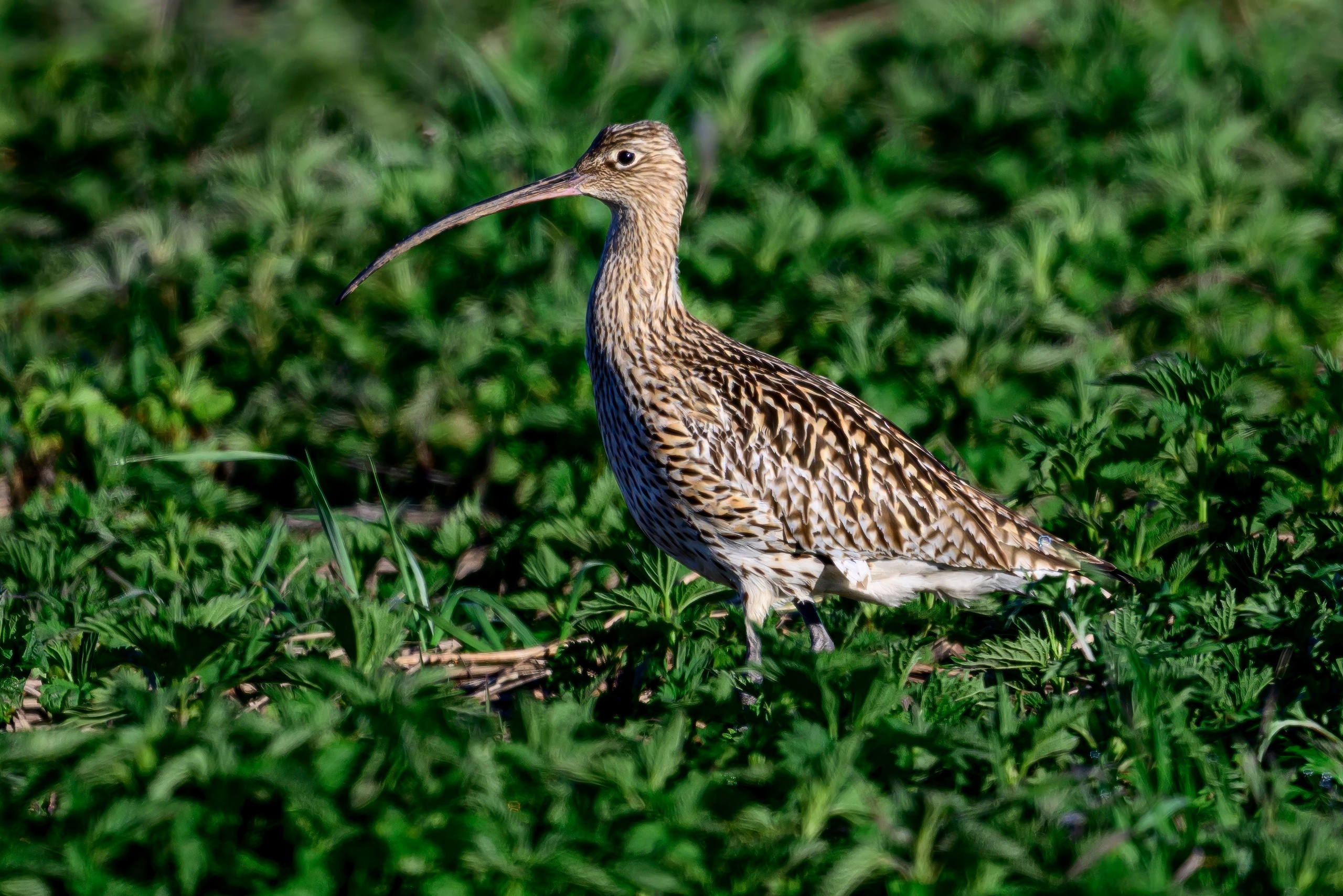 Журавли, совы, кроншнеп и кукушка. Wildlife photography by Sergey Puponin