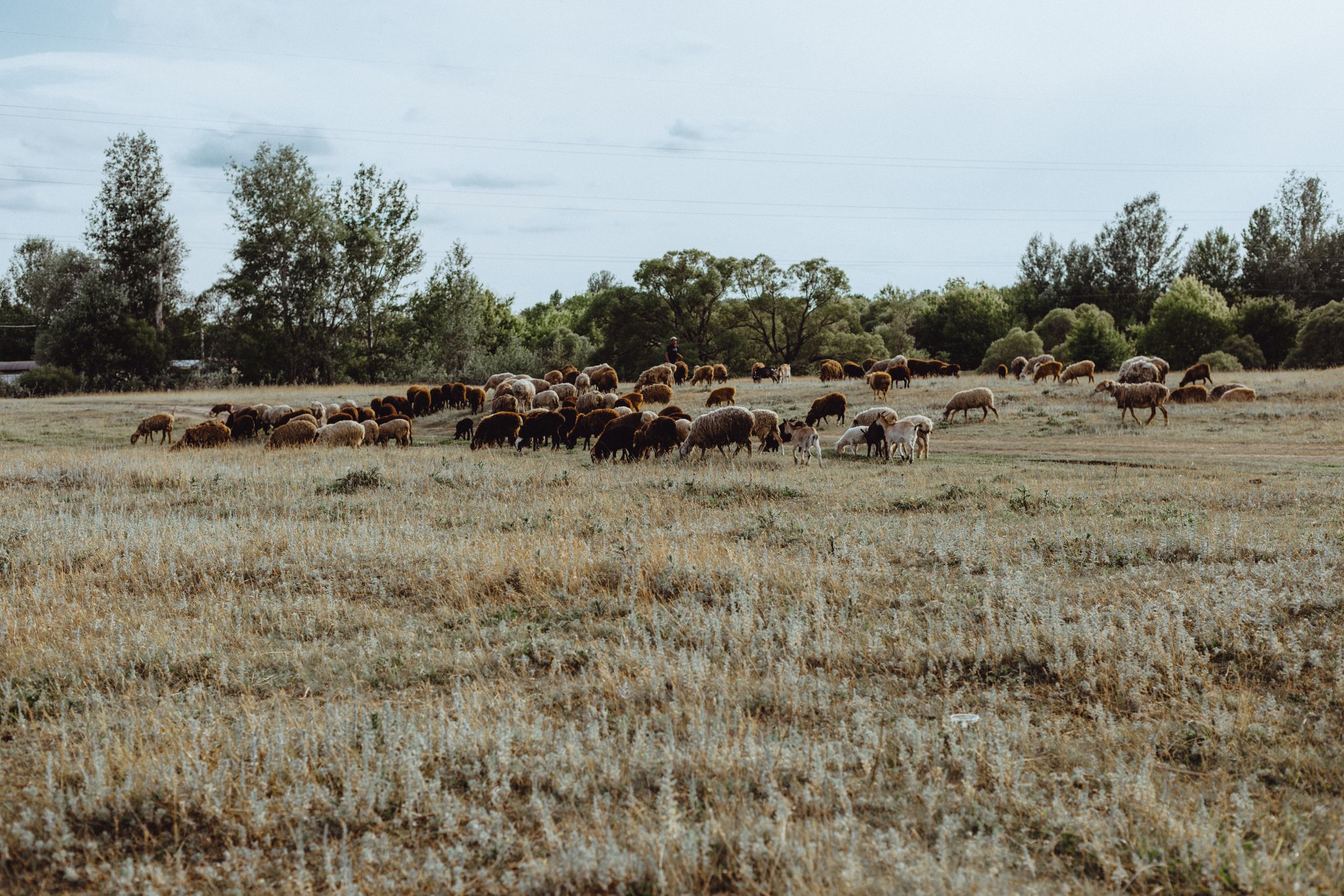 Овцы без электроандроидов. Фотограф Старый Оскол Мавлыга Мария