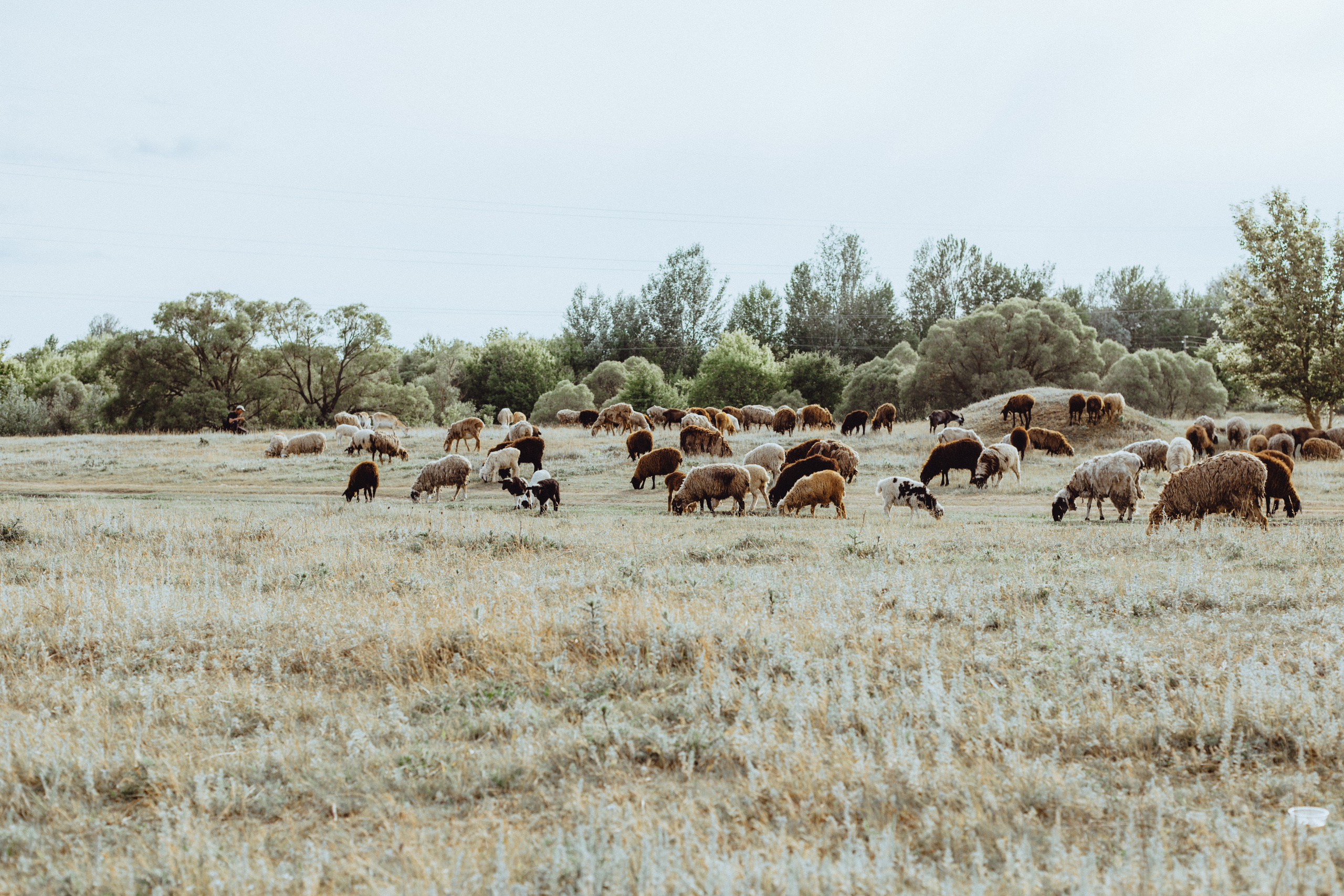 Овцы без электроандроидов. Фотограф Старый Оскол Мавлыга Мария