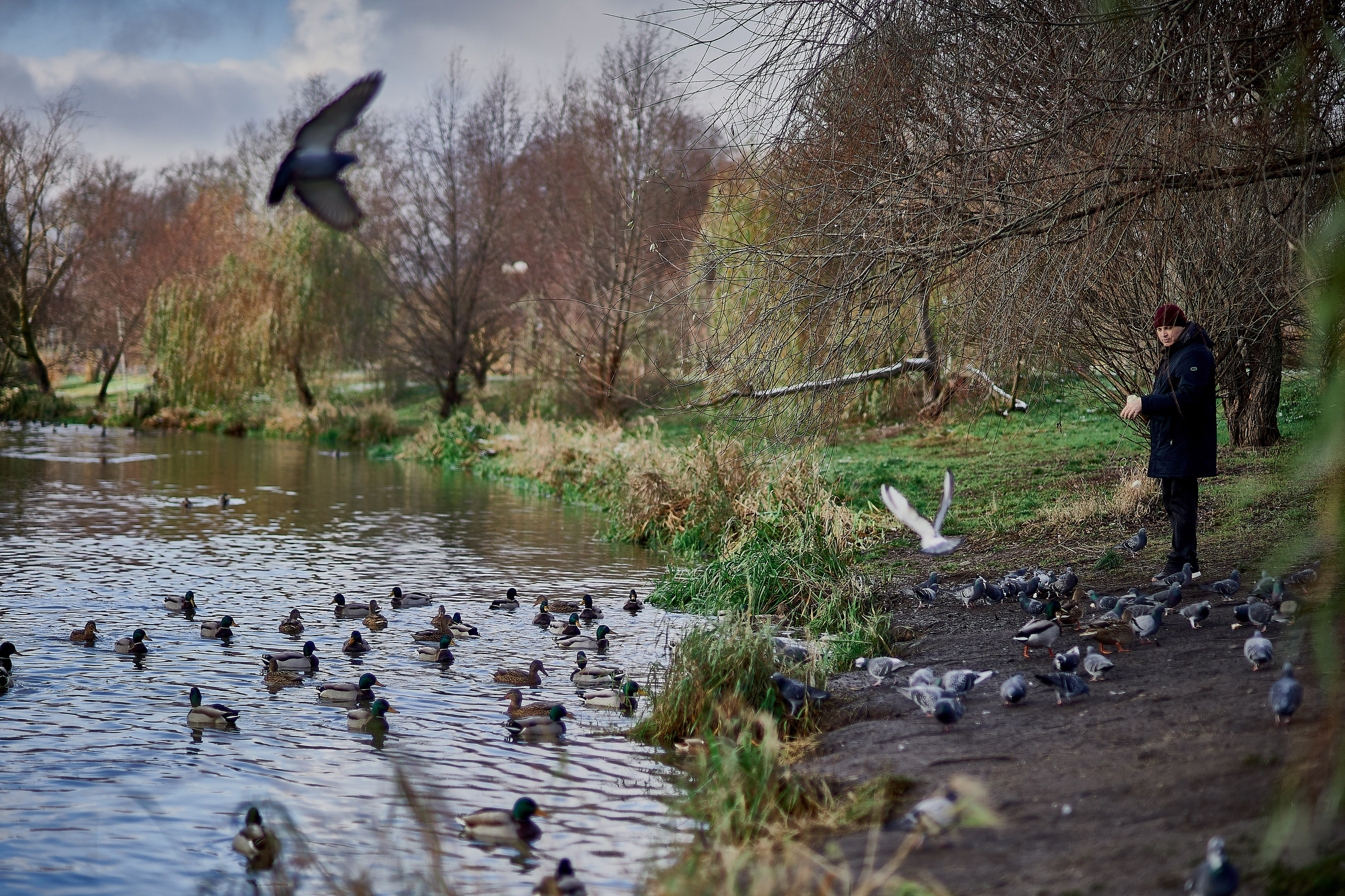 Утки, которые остаются зимовать на реке Яуза в Мытищах. Reportage event photographer in Moscow Alexander Gladkiy
