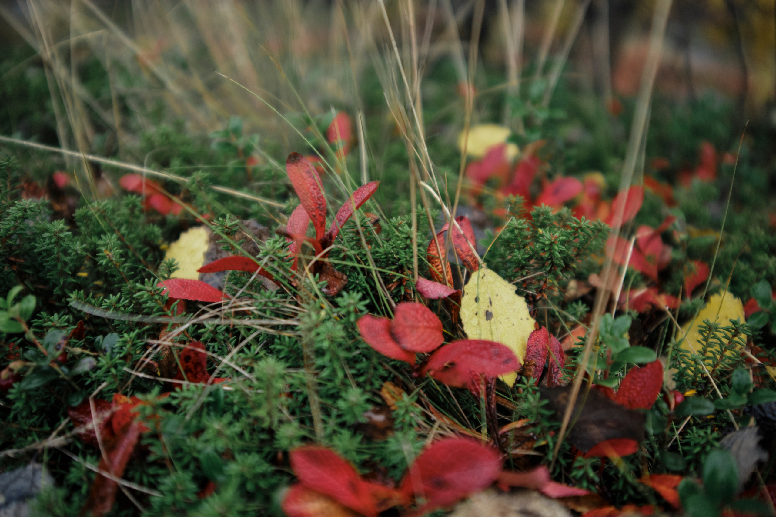 Поездка в Мурманск. Заметки и фото. Елена Павленко. Фотограф. Москва