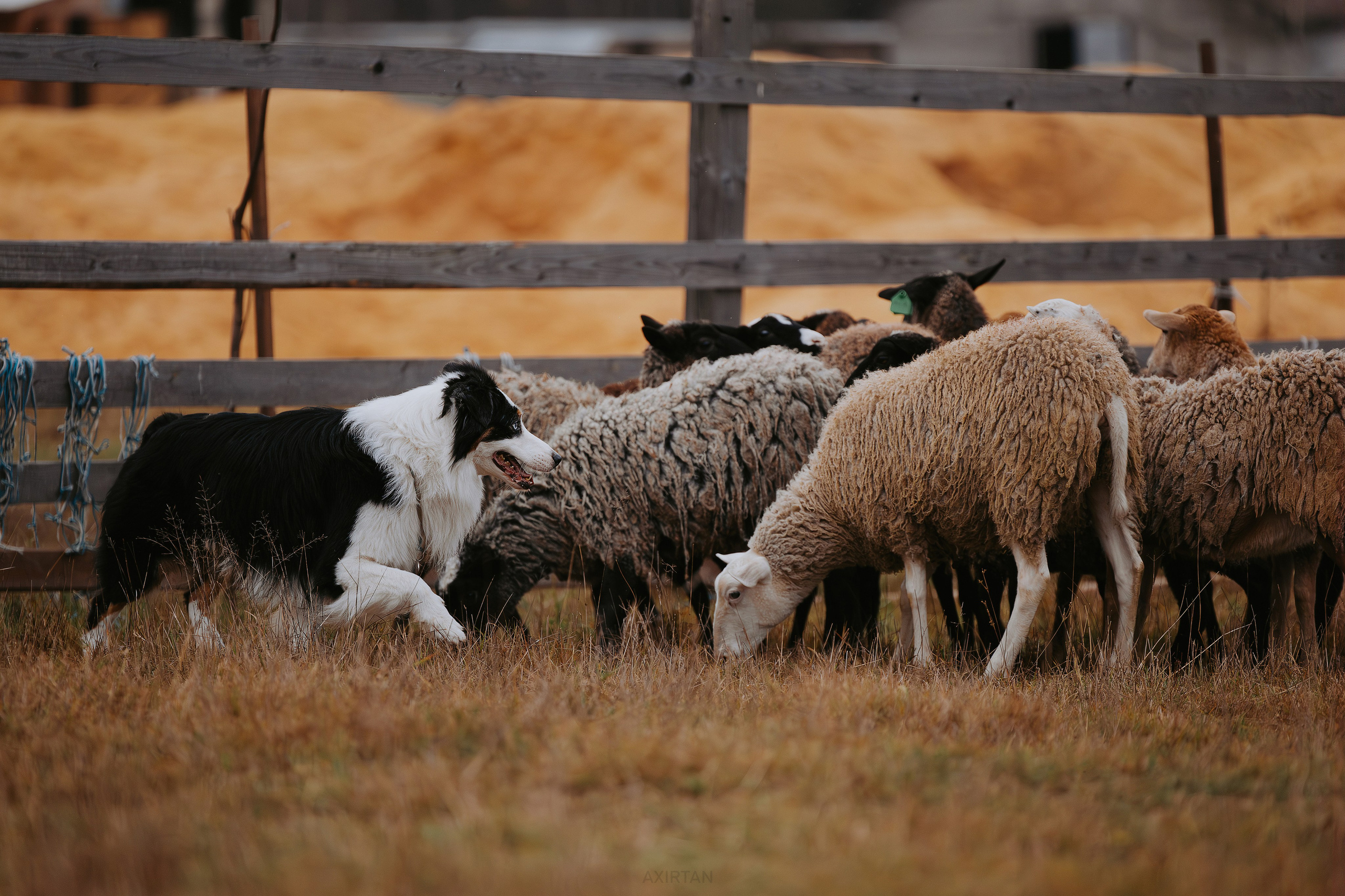 Контакты. BLGKV питомник собак