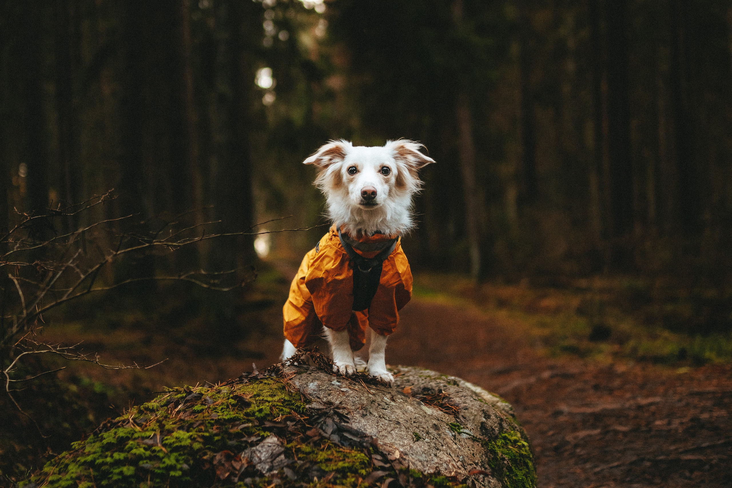 красивый шпиц в лесу