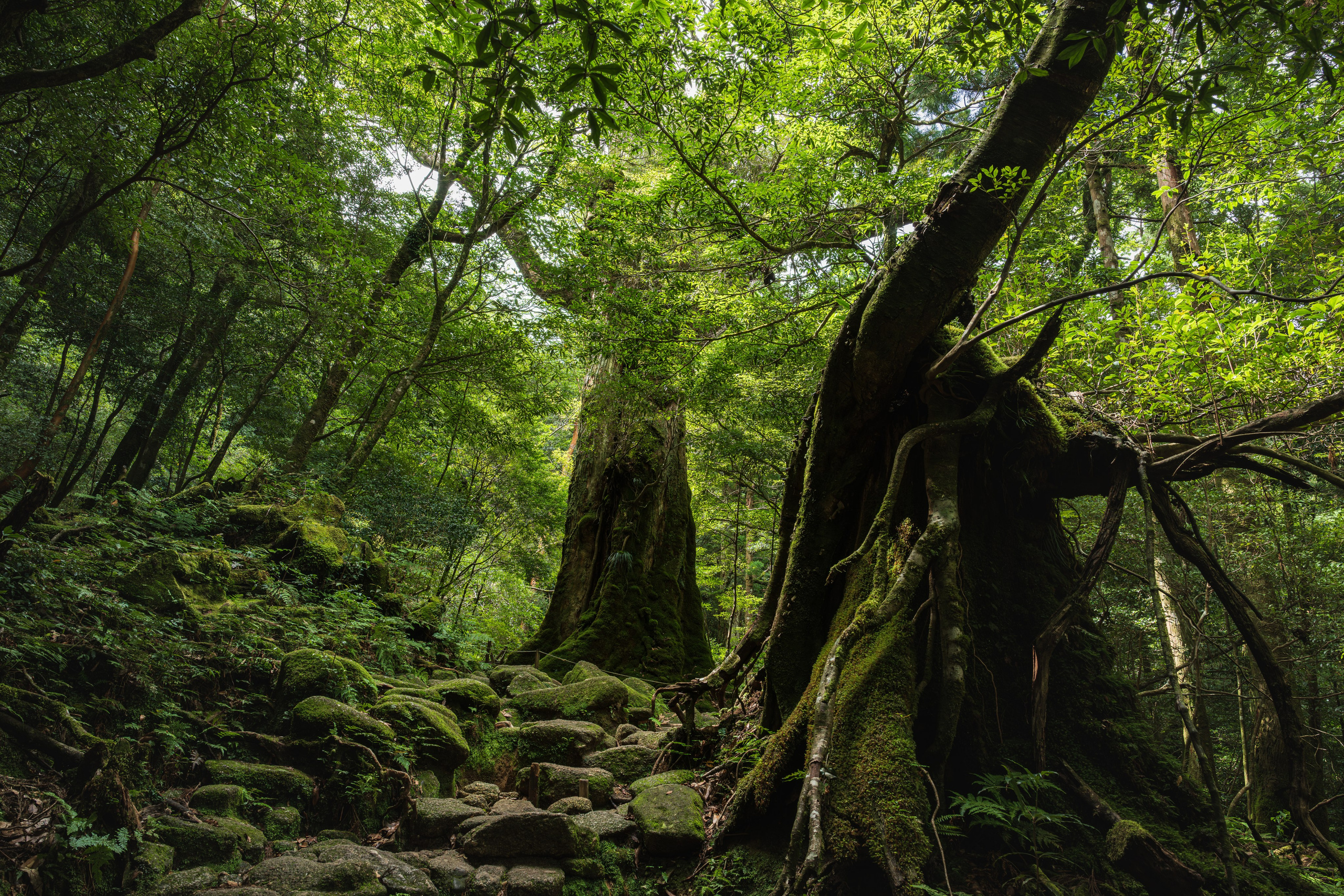 Yakushima, Якусима, 屋久島, Japan island, Japanese nature, UNESCO World Heritage, Kyushu island, Kagoshima prefecture, subtropical island, Yakushima island Japan, travel Japan, nature Japan, Yakushima forest, Yakusugi, cedar forest, ancient cedar, moss forest, Shiratani Unsuikyo, mystical forest, rain forest Japan, subtropical forest, green nature, hiking Yakushima, Yakushima travel, Japan hidden gem, off the beaten path Japan, island adventure, Japanese countryside, nature lovers, Japan photography, travel photography, landscape photography