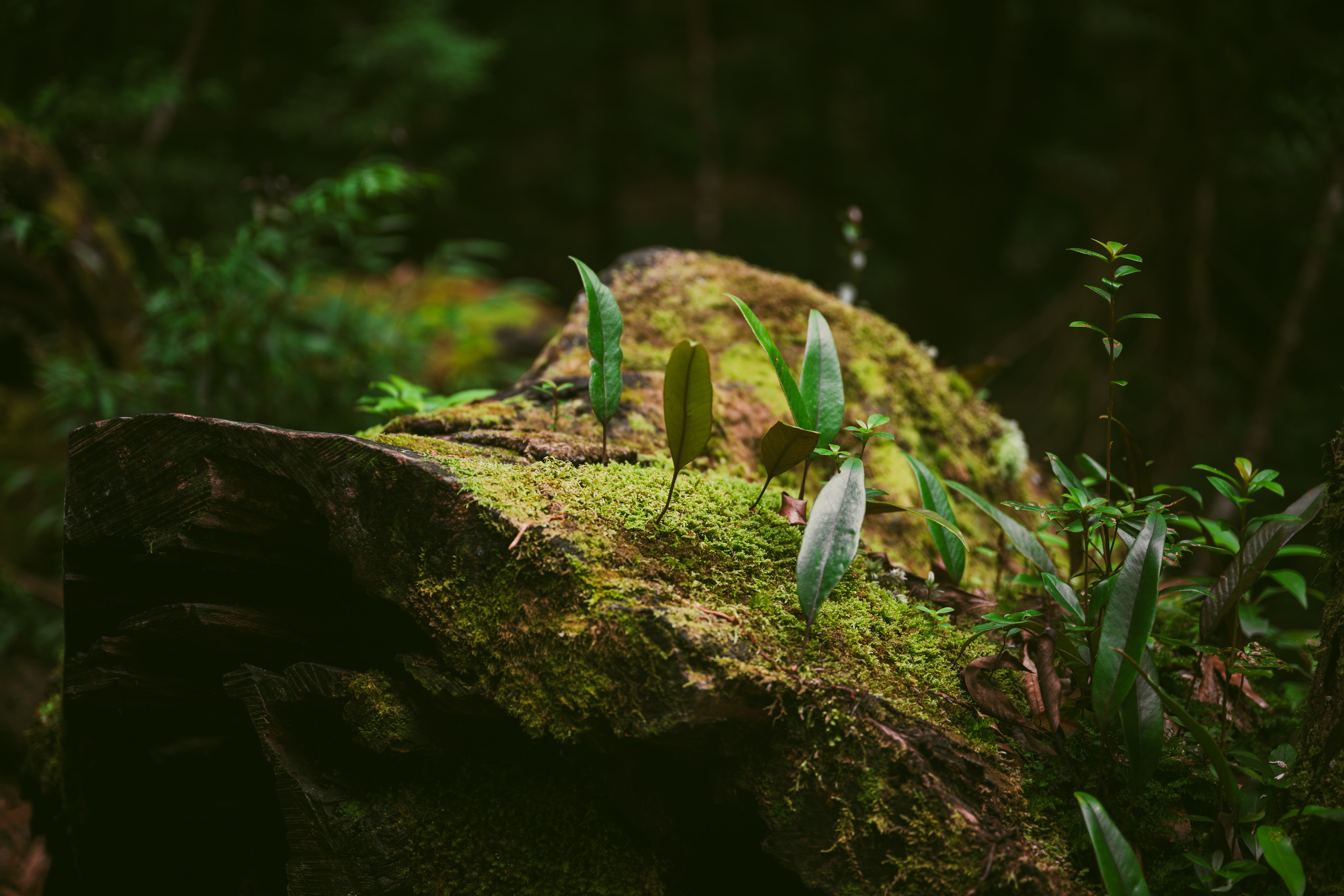 Yakushima, Якусима, 屋久島, Japan island, Japanese nature, UNESCO World Heritage, Kyushu island, Kagoshima prefecture, subtropical island, Yakushima island Japan, travel Japan, nature Japan, Yakushima forest, Yakusugi, cedar forest, ancient cedar, moss forest, Shiratani Unsuikyo, mystical forest, rain forest Japan, subtropical forest, green nature, hiking Yakushima, Yakushima travel, Japan hidden gem, off the beaten path Japan, island adventure, Japanese countryside, nature lovers, Japan photography, travel photography, landscape photography