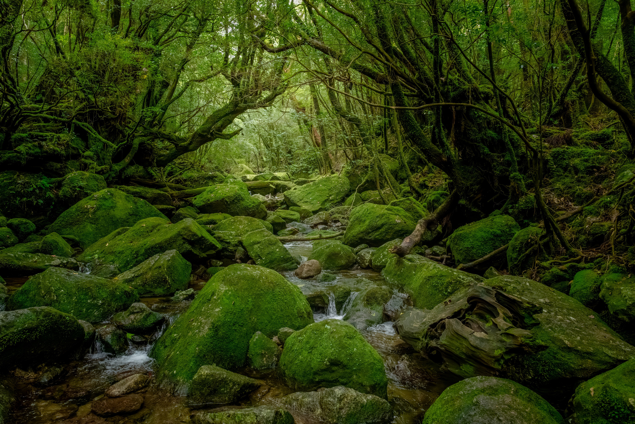 Yakushima, Якусима, 屋久島, Japan island, Japanese nature, UNESCO World Heritage, Kyushu island, Kagoshima prefecture, subtropical island, Yakushima island Japan, travel Japan, nature Japan, Yakushima forest, Yakusugi, cedar forest, ancient cedar, moss forest, Shiratani Unsuikyo, mystical forest, rain forest Japan, subtropical forest, green nature, hiking Yakushima, Yakushima travel, Japan hidden gem, off the beaten path Japan, island adventure, Japanese countryside, nature lovers, Japan photography, travel photography, landscape photography