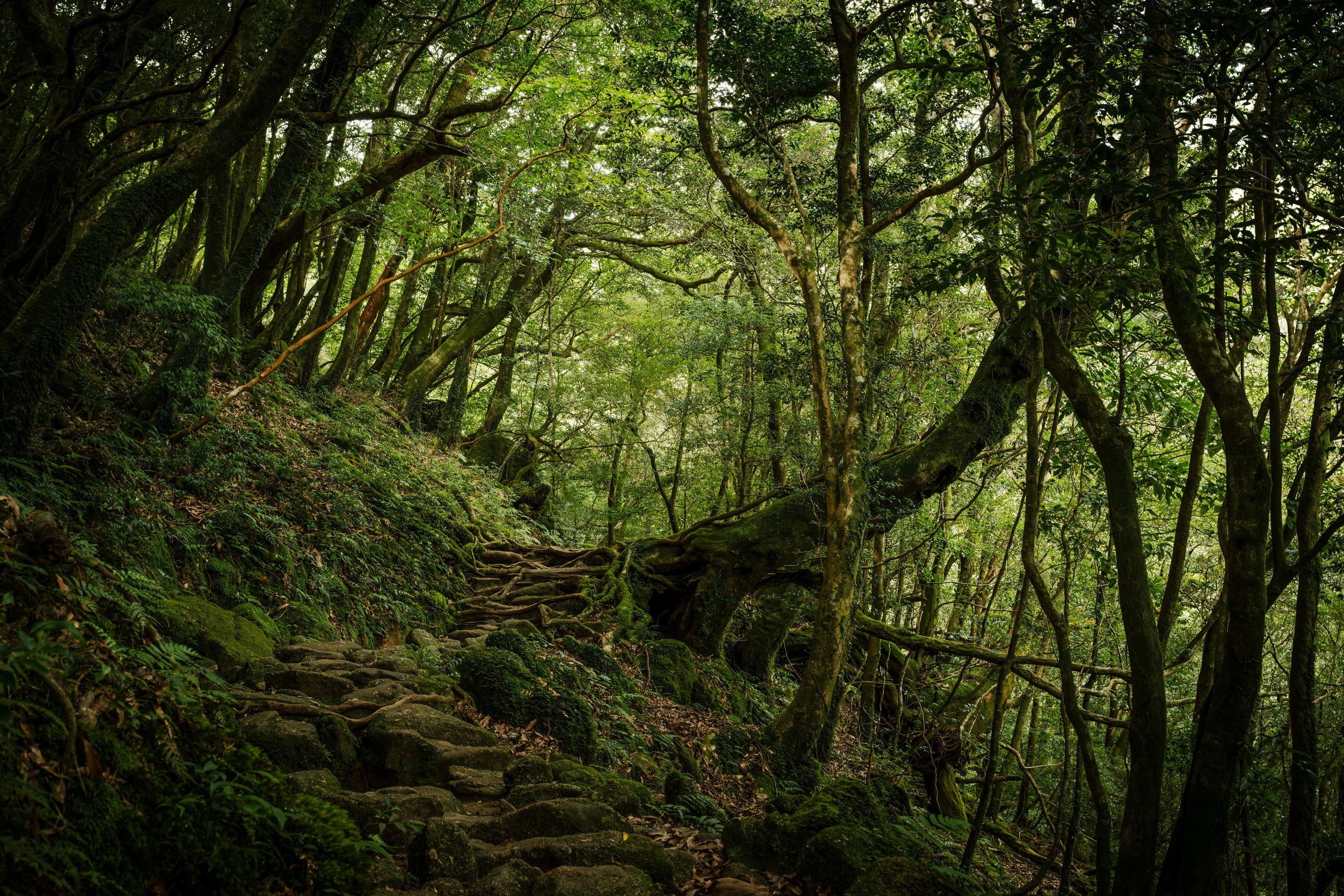 Yakushima, Якусима, 屋久島, Japan island, Japanese nature, UNESCO World Heritage, Kyushu island, Kagoshima prefecture, subtropical island, Yakushima island Japan, travel Japan, nature Japan, Yakushima forest, Yakusugi, cedar forest, ancient cedar, moss forest, Shiratani Unsuikyo, mystical forest, rain forest Japan, subtropical forest, green nature, hiking Yakushima, Yakushima travel, Japan hidden gem, off the beaten path Japan, island adventure, Japanese countryside, nature lovers, Japan photography, travel photography, landscape photography