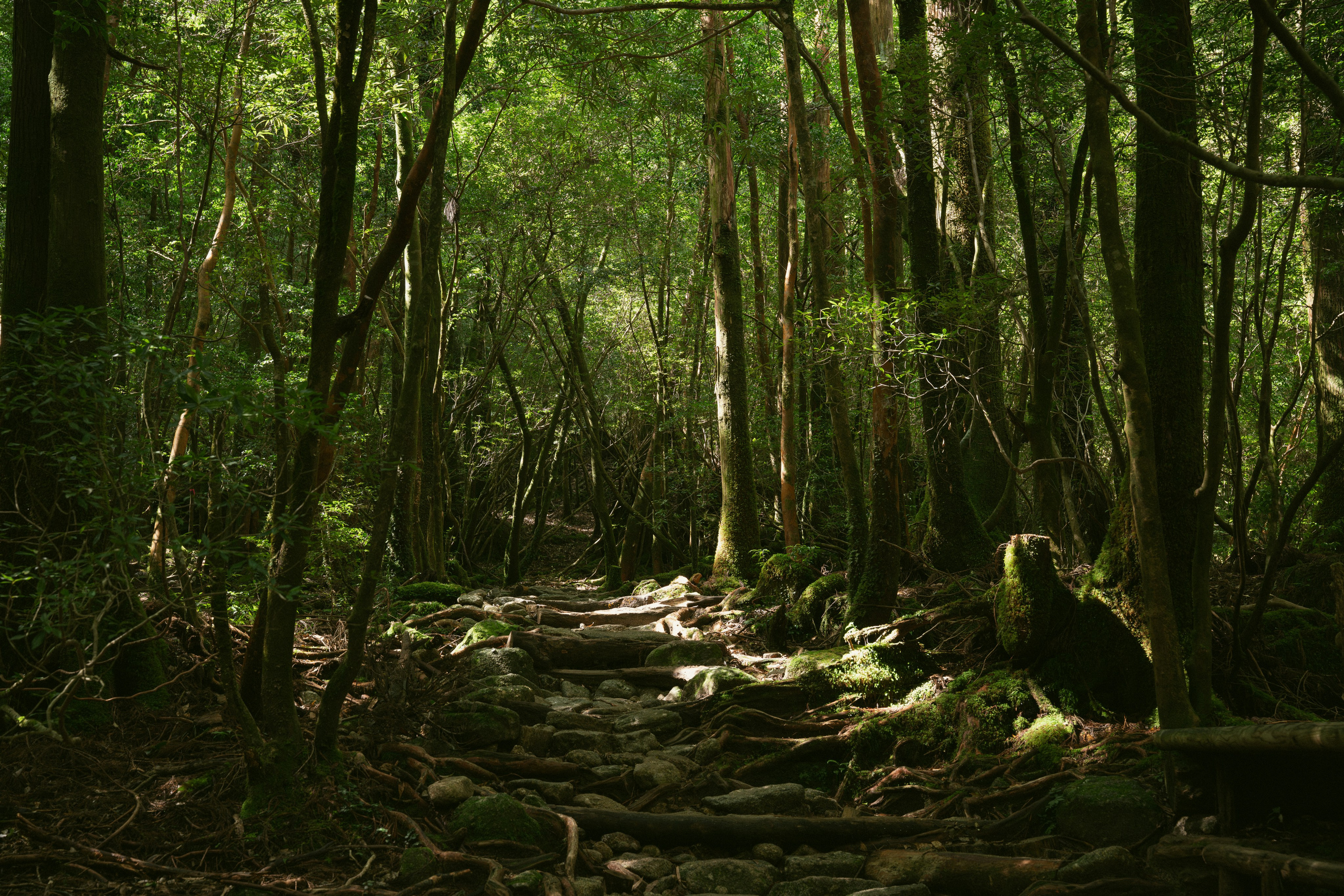 Yakushima, Якусима, 屋久島, Japan island, Japanese nature, UNESCO World Heritage, Kyushu island, Kagoshima prefecture, subtropical island, Yakushima island Japan, travel Japan, nature Japan, Yakushima forest, Yakusugi, cedar forest, ancient cedar, moss forest, Shiratani Unsuikyo, mystical forest, rain forest Japan, subtropical forest, green nature, hiking Yakushima, Yakushima travel, Japan hidden gem, off the beaten path Japan, island adventure, Japanese countryside, nature lovers, Japan photography, travel photography, landscape photography
