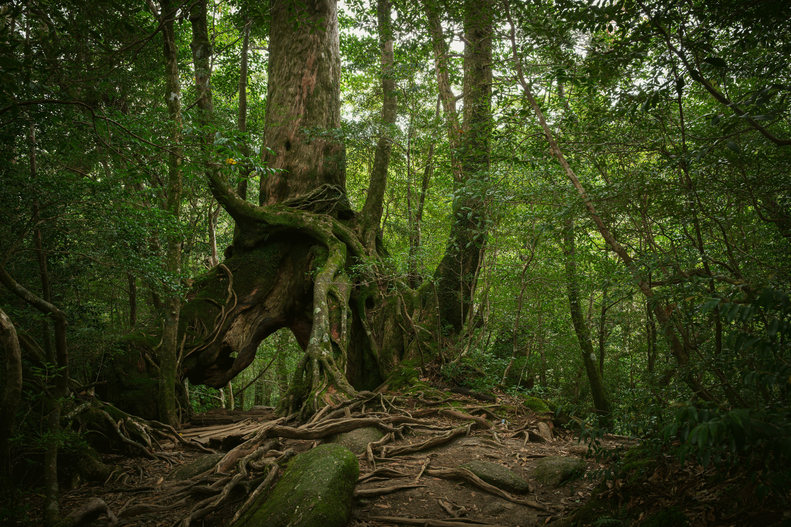 Yakushima, Якусима, 屋久島, Japan island, Japanese nature, UNESCO World Heritage, Kyushu island, Kagoshima prefecture, subtropical island, Yakushima island Japan, travel Japan, nature Japan, Yakushima forest, Yakusugi, cedar forest, ancient cedar, moss forest, Shiratani Unsuikyo, mystical forest, rain forest Japan, subtropical forest, green nature, hiking Yakushima, Yakushima travel, Japan hidden gem, off the beaten path Japan, island adventure, Japanese countryside, nature lovers, Japan photography, travel photography, landscape photography
