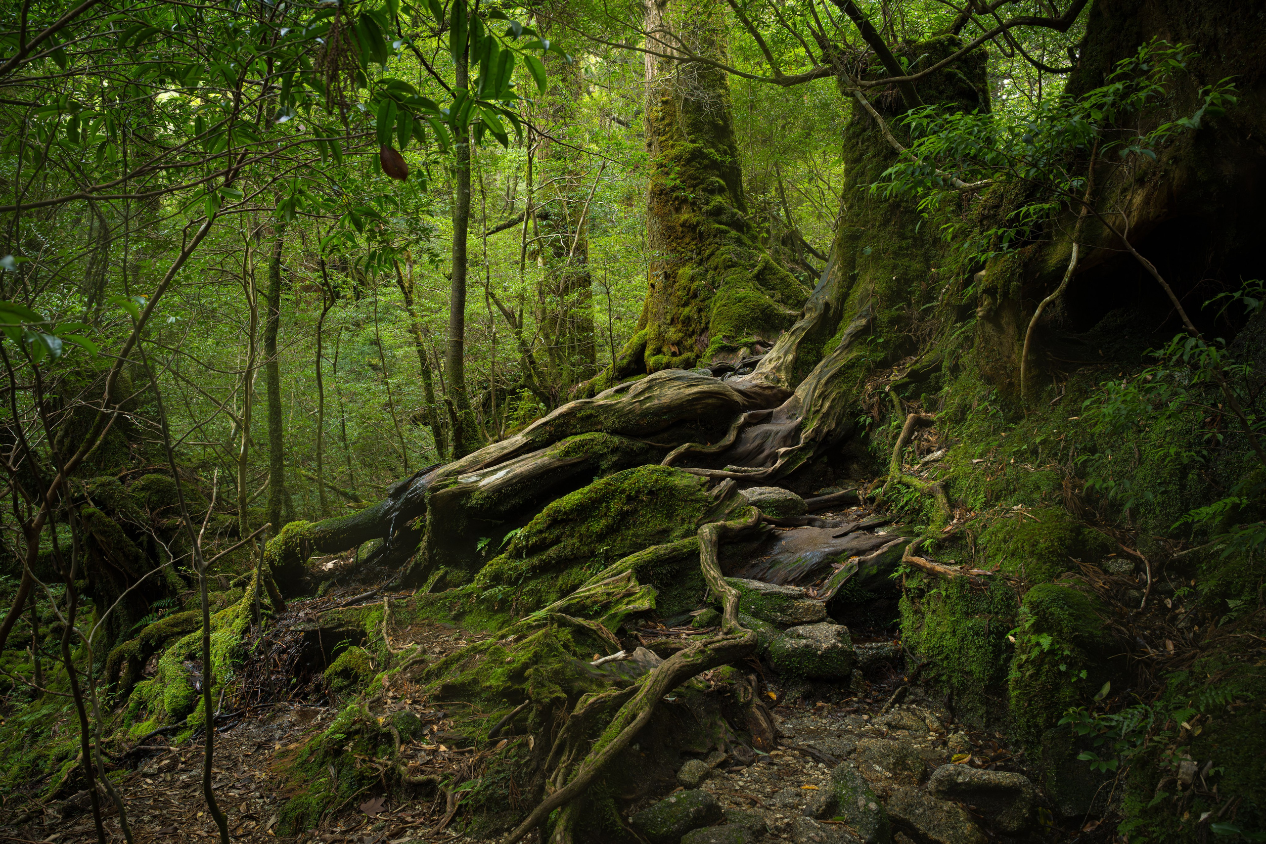 Yakushima, Якусима, 屋久島, Japan island, Japanese nature, UNESCO World Heritage, Kyushu island, Kagoshima prefecture, subtropical island, Yakushima island Japan, travel Japan, nature Japan, Yakushima forest, Yakusugi, cedar forest, ancient cedar, moss forest, Shiratani Unsuikyo, mystical forest, rain forest Japan, subtropical forest, green nature, hiking Yakushima, Yakushima travel, Japan hidden gem, off the beaten path Japan, island adventure, Japanese countryside, nature lovers, Japan photography, travel photography, landscape photography