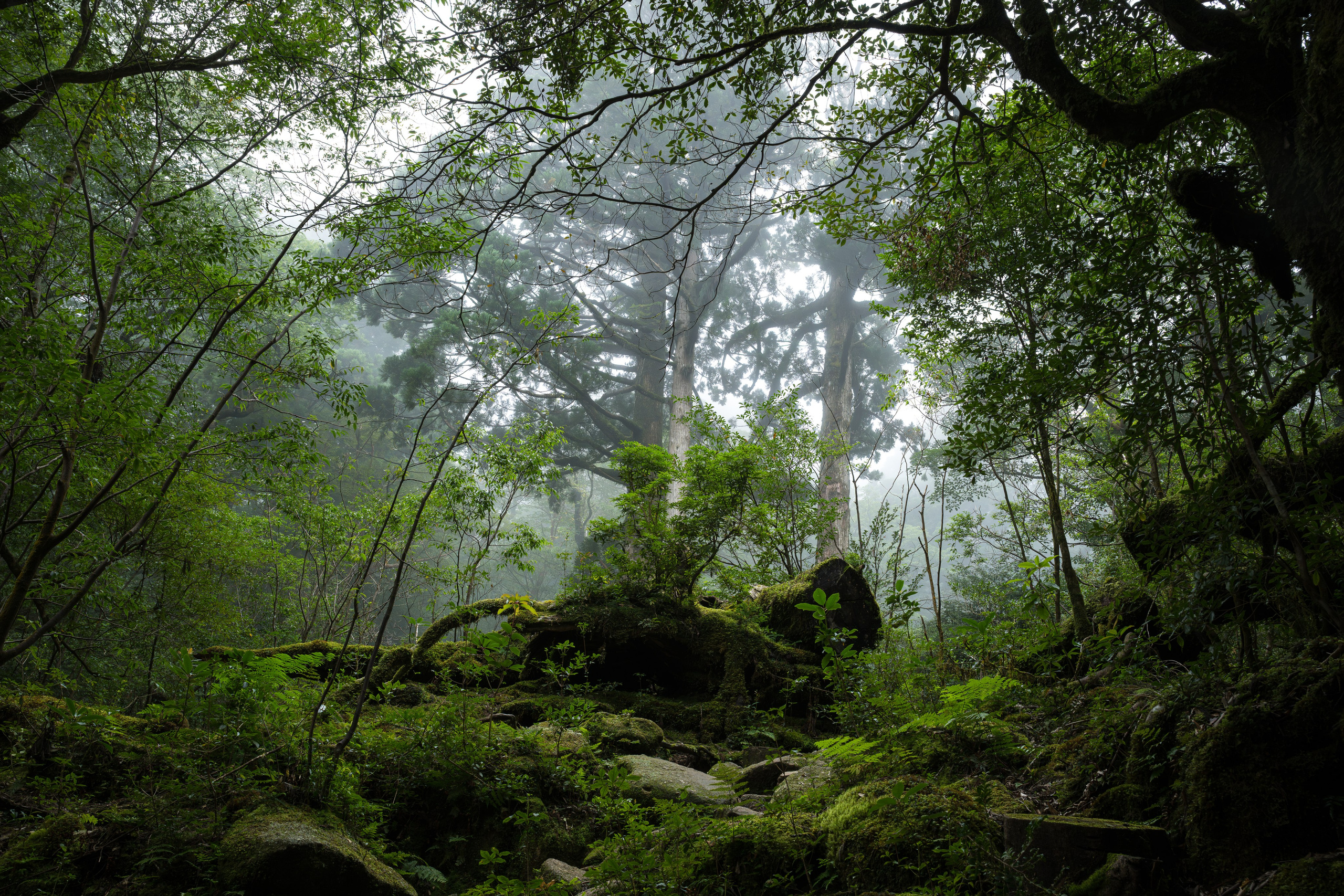 Yakushima, Якусима, 屋久島, Japan island, Japanese nature, UNESCO World Heritage, Kyushu island, Kagoshima prefecture, subtropical island, Yakushima island Japan, travel Japan, nature Japan, Yakushima forest, Yakusugi, cedar forest, ancient cedar, moss forest, Shiratani Unsuikyo, mystical forest, rain forest Japan, subtropical forest, green nature, hiking Yakushima, Yakushima travel, Japan hidden gem, off the beaten path Japan, island adventure, Japanese countryside, nature lovers, Japan photography, travel photography, landscape photography