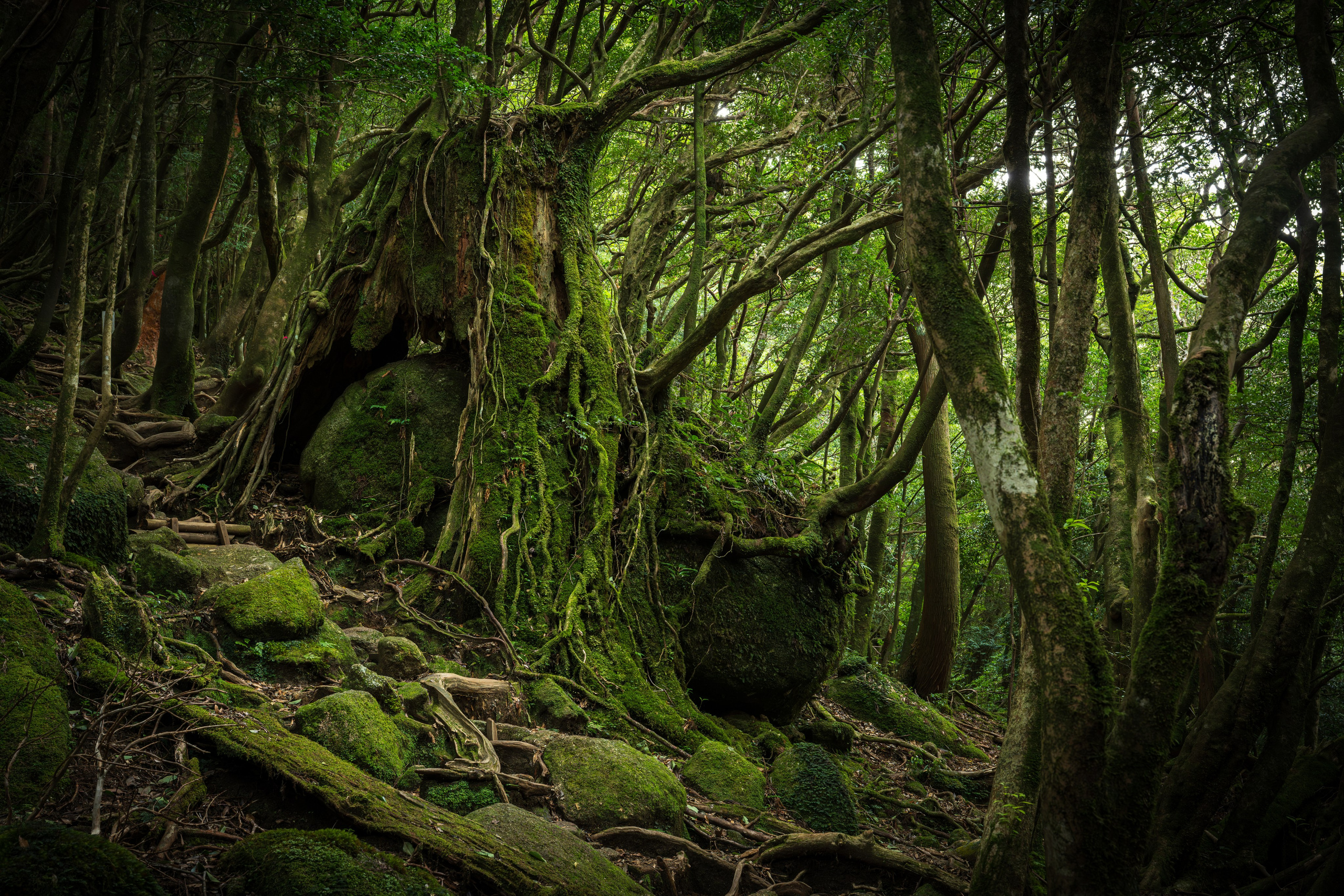 Yakushima, Якусима, 屋久島, Japan island, Japanese nature, UNESCO World Heritage, Kyushu island, Kagoshima prefecture, subtropical island, Yakushima island Japan, travel Japan, nature Japan, Yakushima forest, Yakusugi, cedar forest, ancient cedar, moss forest, Shiratani Unsuikyo, mystical forest, rain forest Japan, subtropical forest, green nature, hiking Yakushima, Yakushima travel, Japan hidden gem, off the beaten path Japan, island adventure, Japanese countryside, nature lovers, Japan photography, travel photography, landscape photography