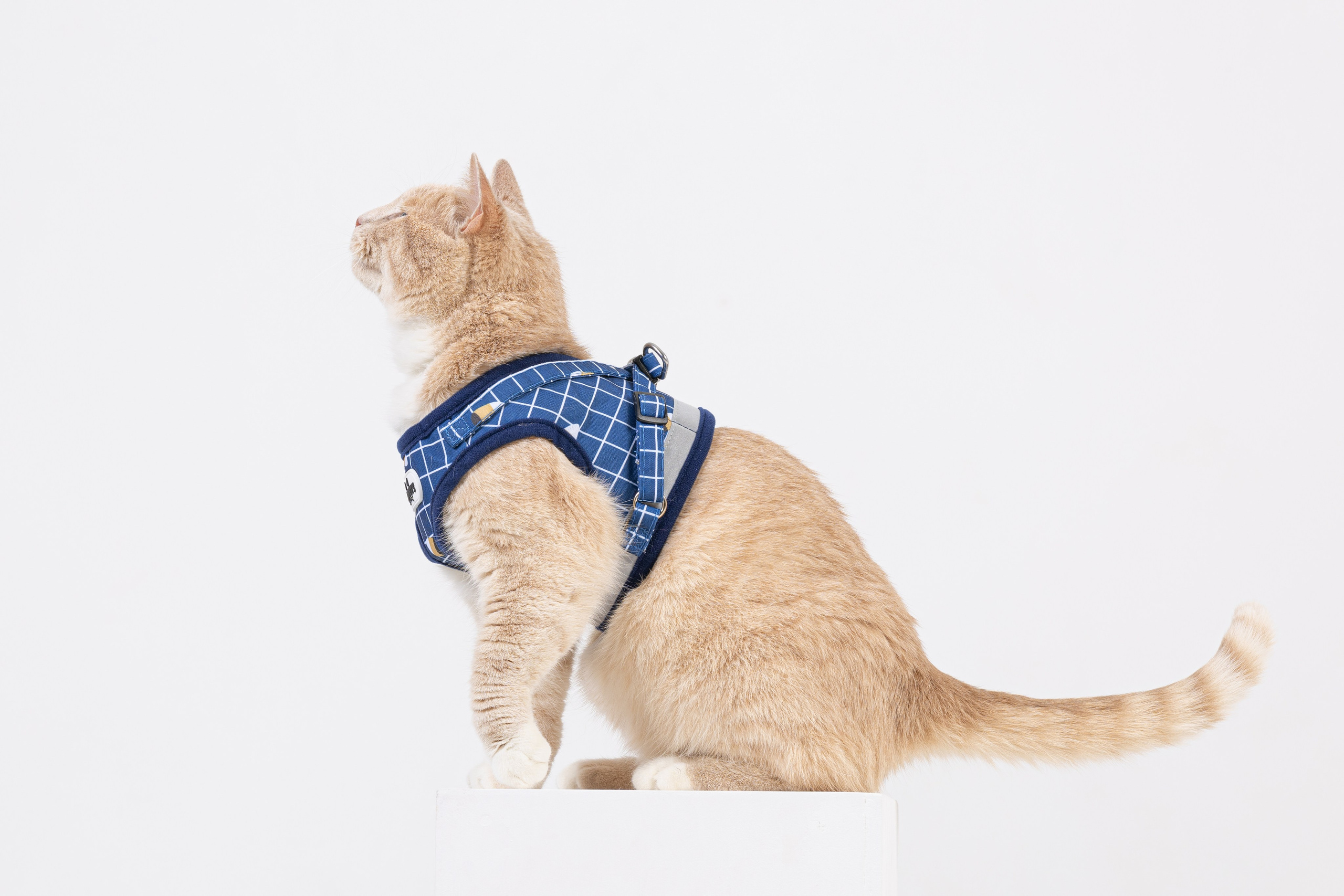 Прайс. Фотограф- анималист Санкт-Петербург