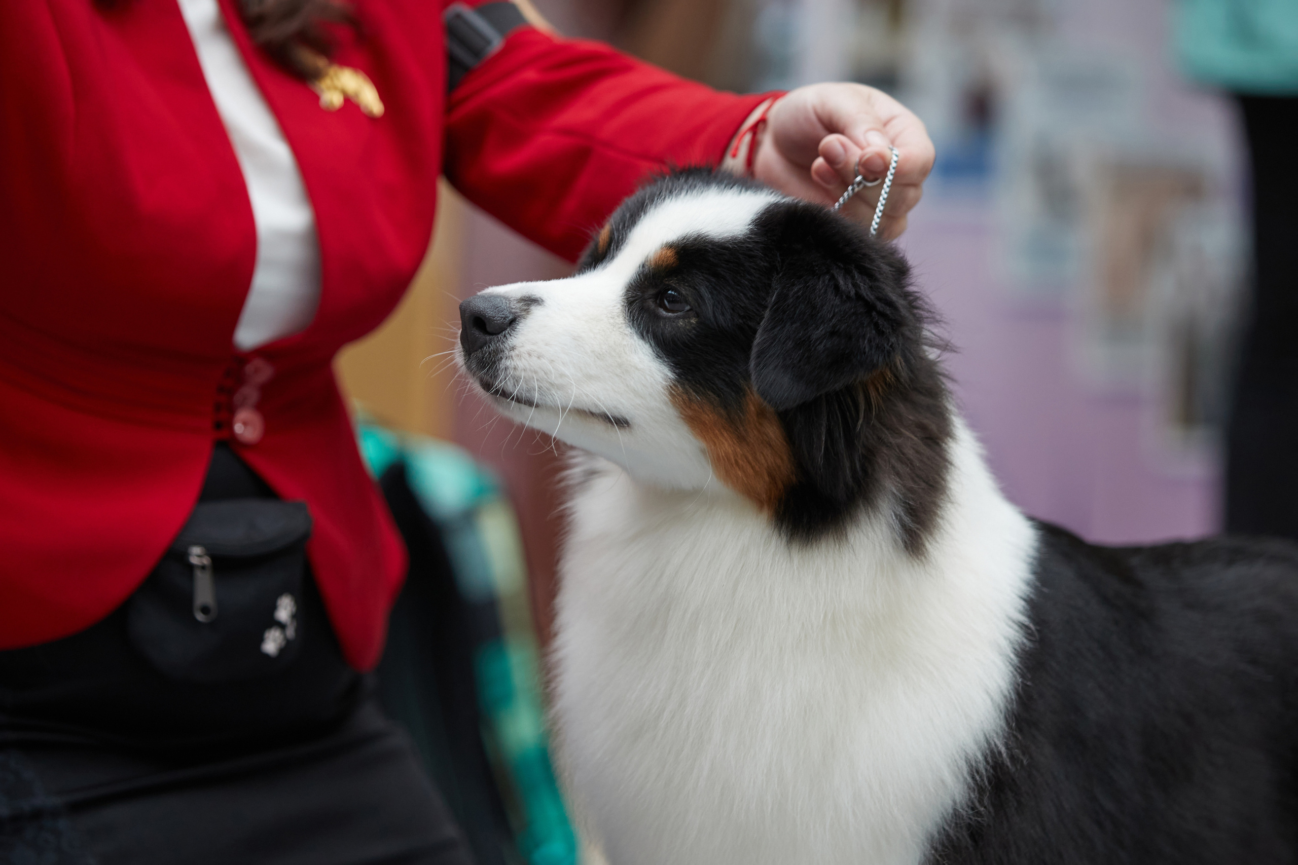 СУКИ. Питомник австралийских овчарок «APPLEDORE»