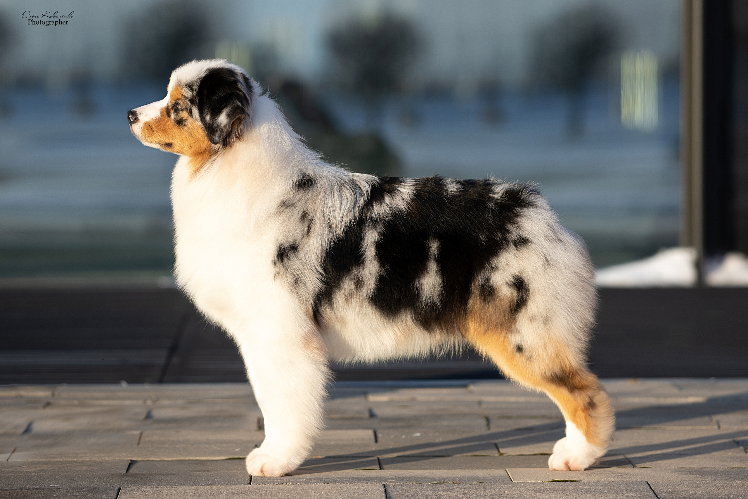 Offsprings. APPLEDORE