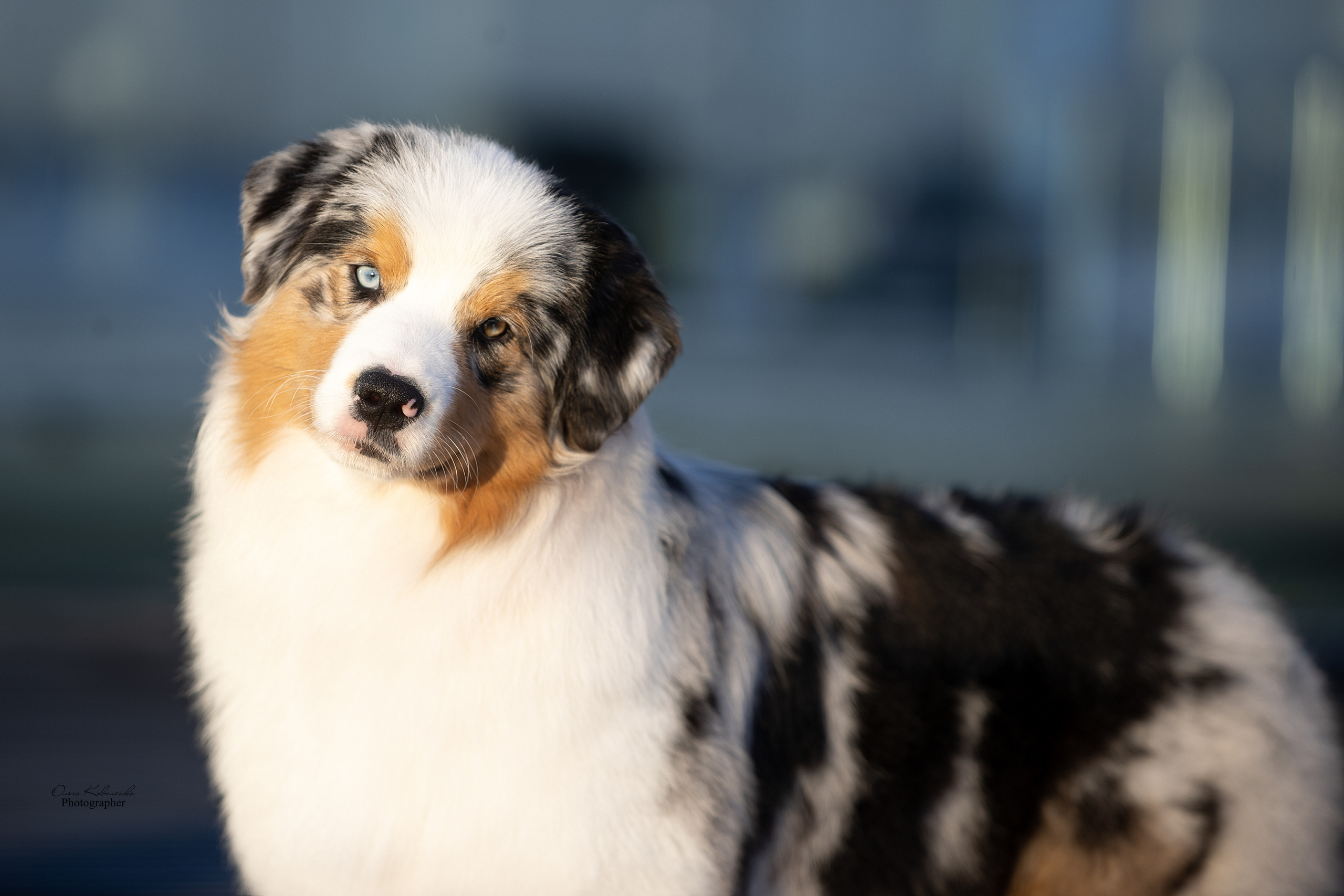 СУКИ. Питомник австралийских овчарок «APPLEDORE»