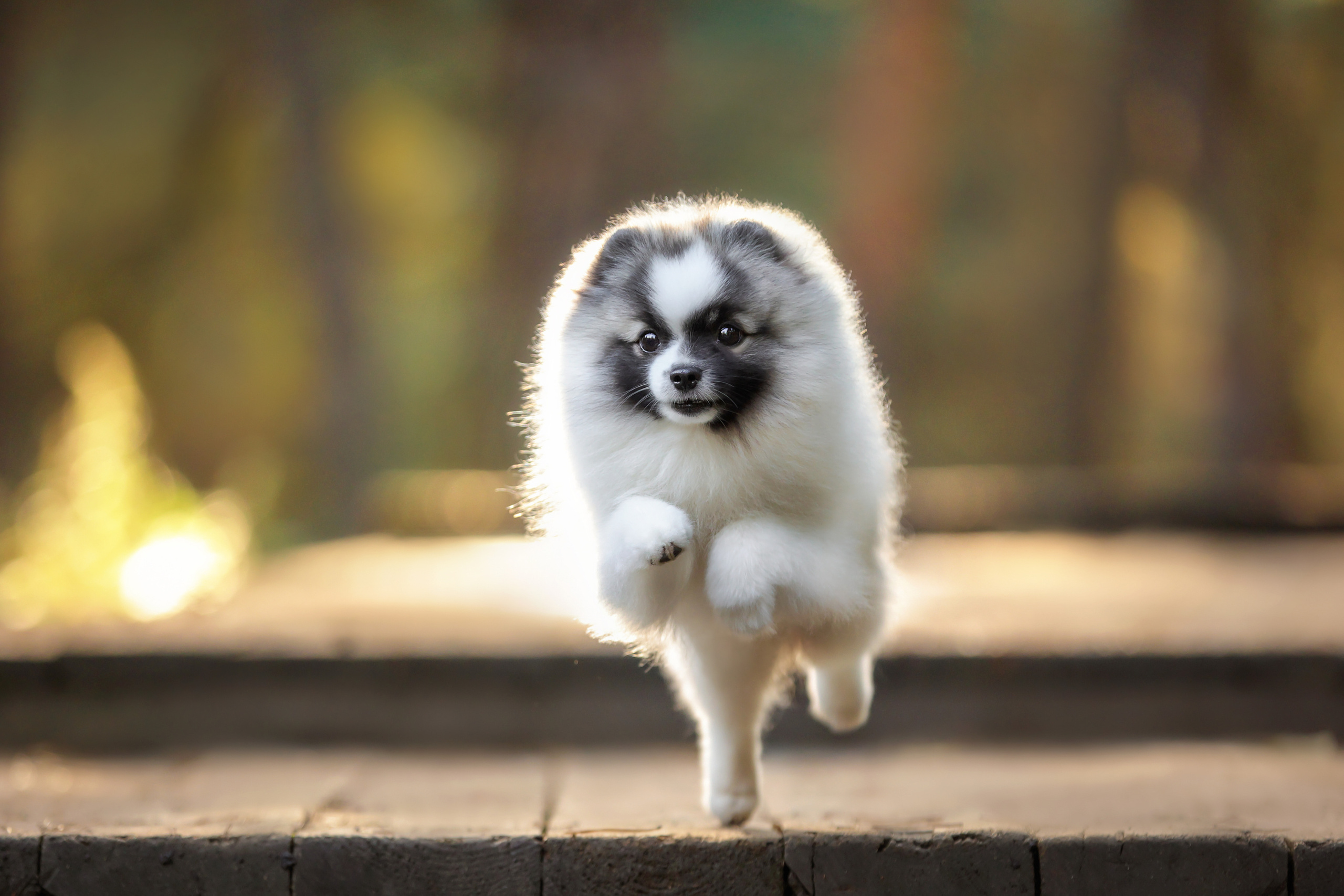 Рассказ. Короткая тематическая фотосессия. Семейный фотограф-анималист Ирина Андреева