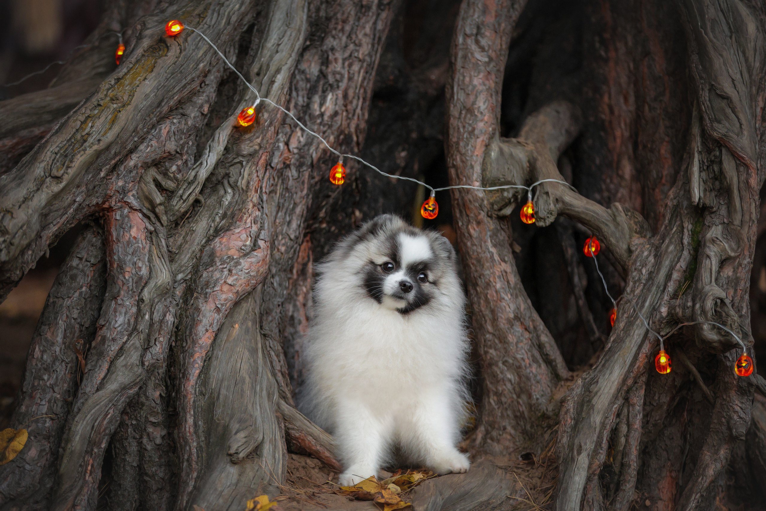 Рассказ. Короткая тематическая фотосессия. Семейный фотограф-анималист Ирина Андреева