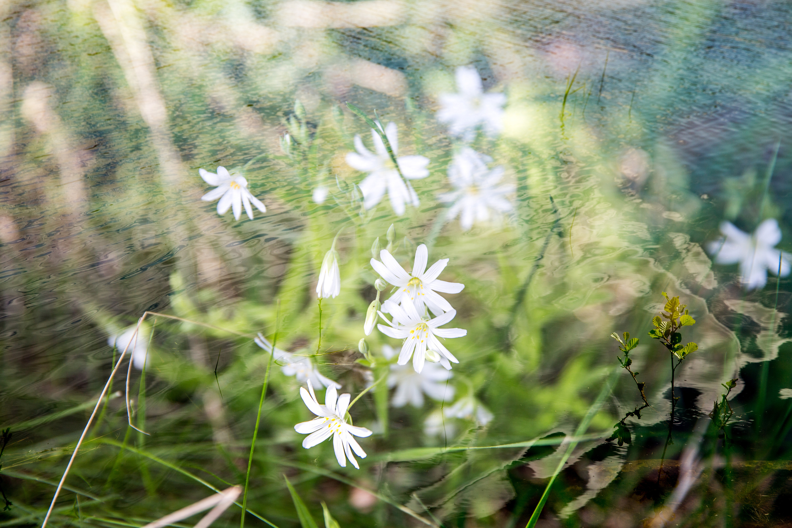 Valaam Island. Visual artist, photographer Liana Darenskaya, Moscow
