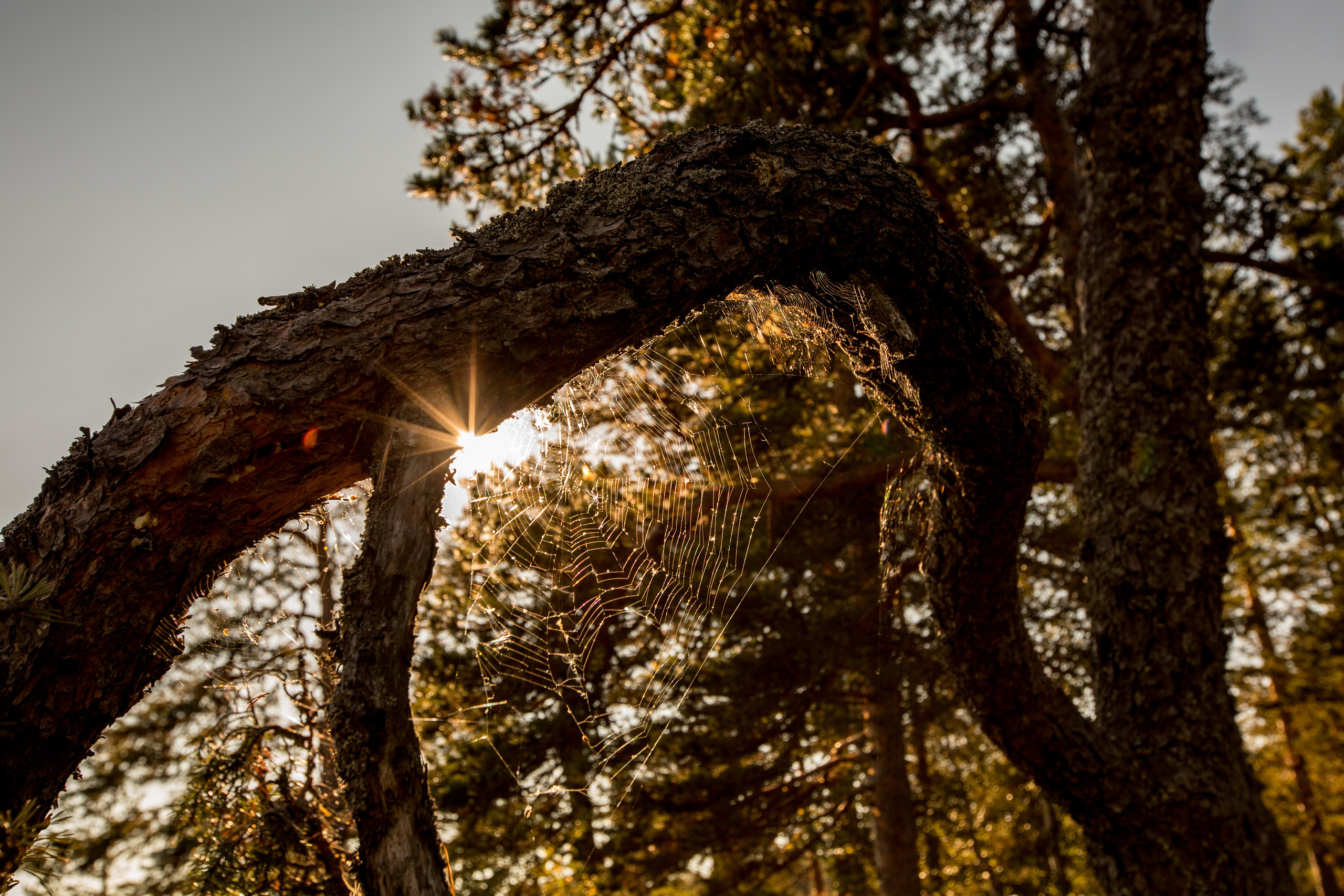 Valaam Island. Visual artist, photographer Liana Darenskaya, Moscow
