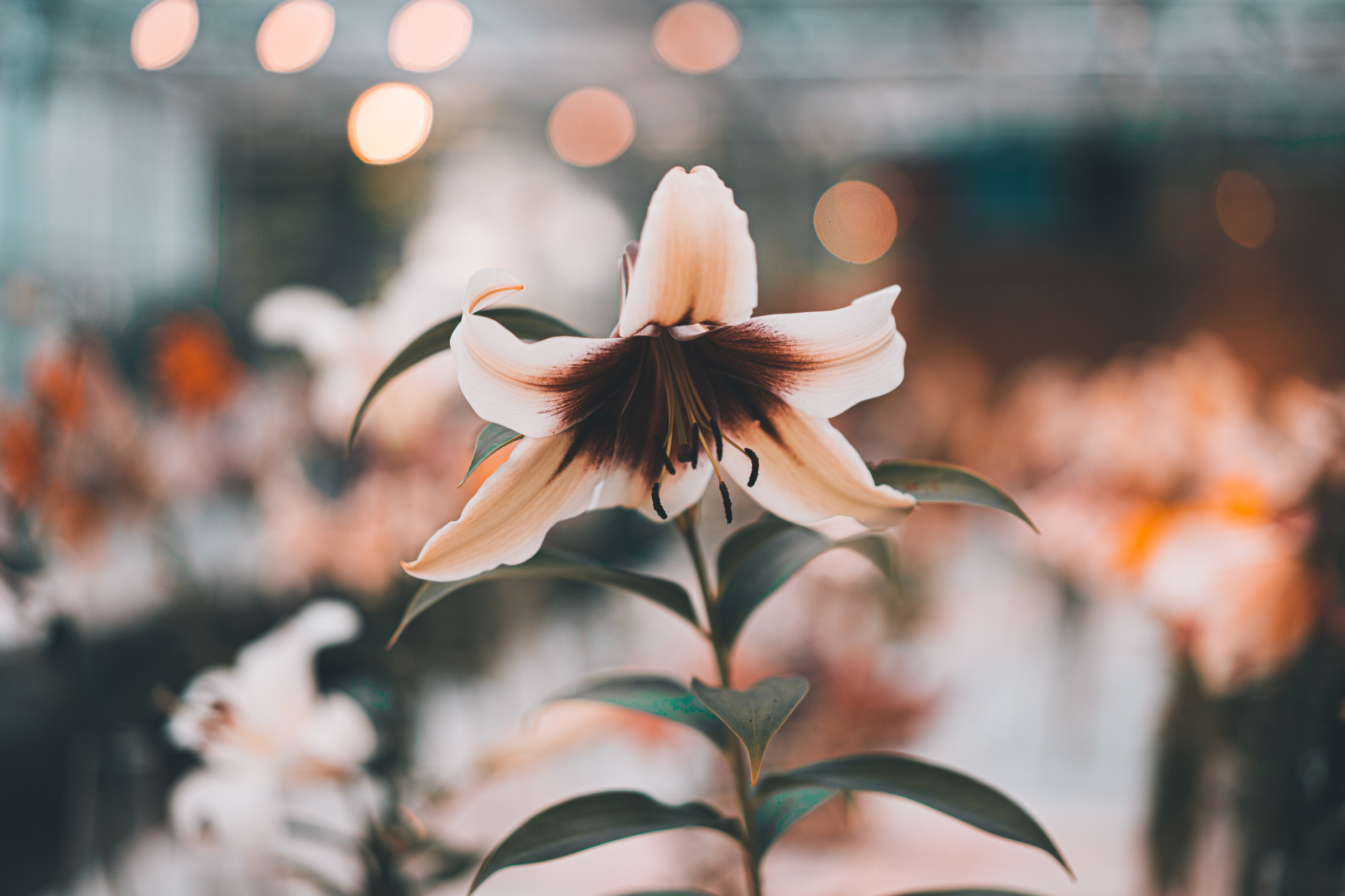 Цветы в Аптекарском огороде в Москве