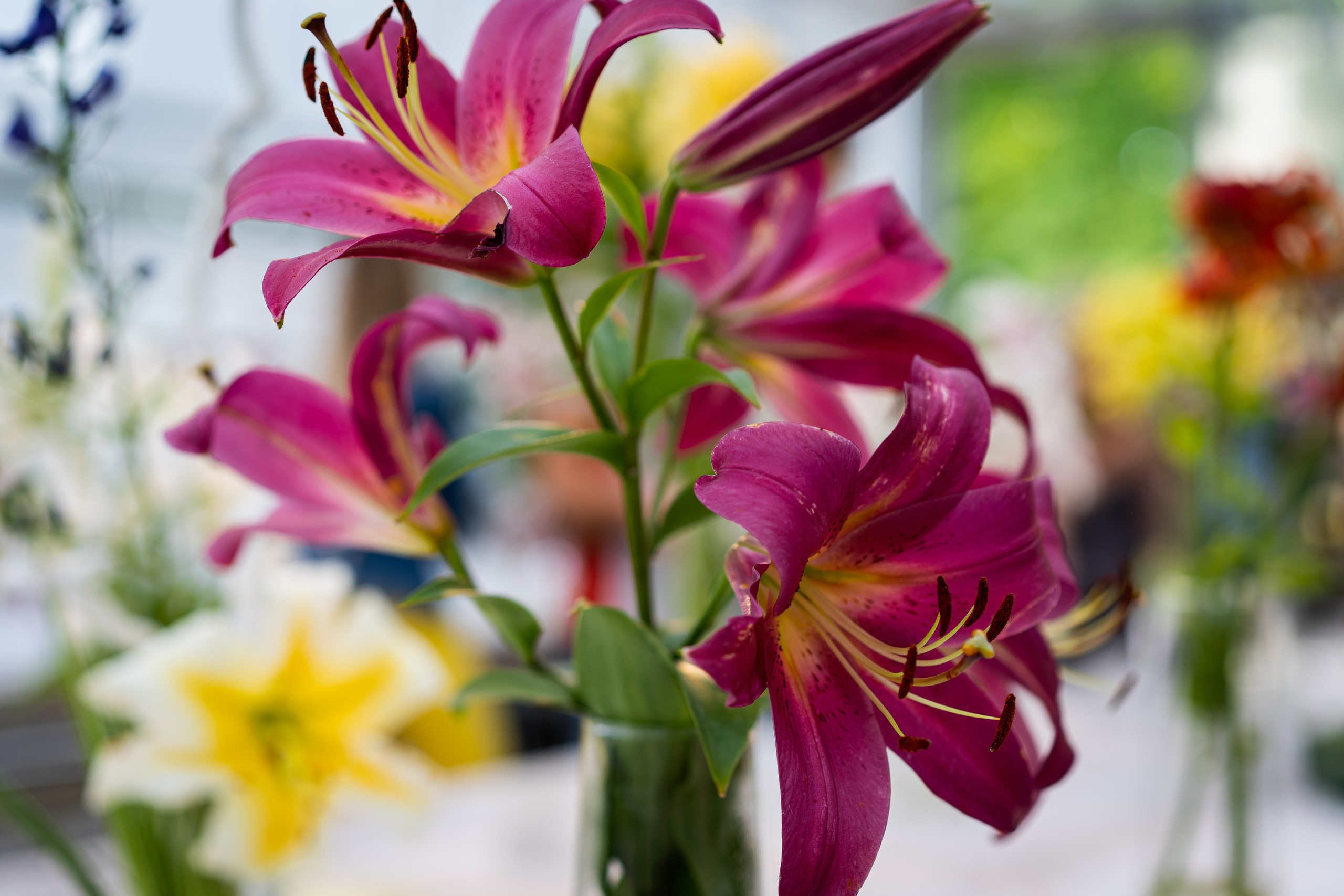 Цветы в Аптекарском огороде в Москве