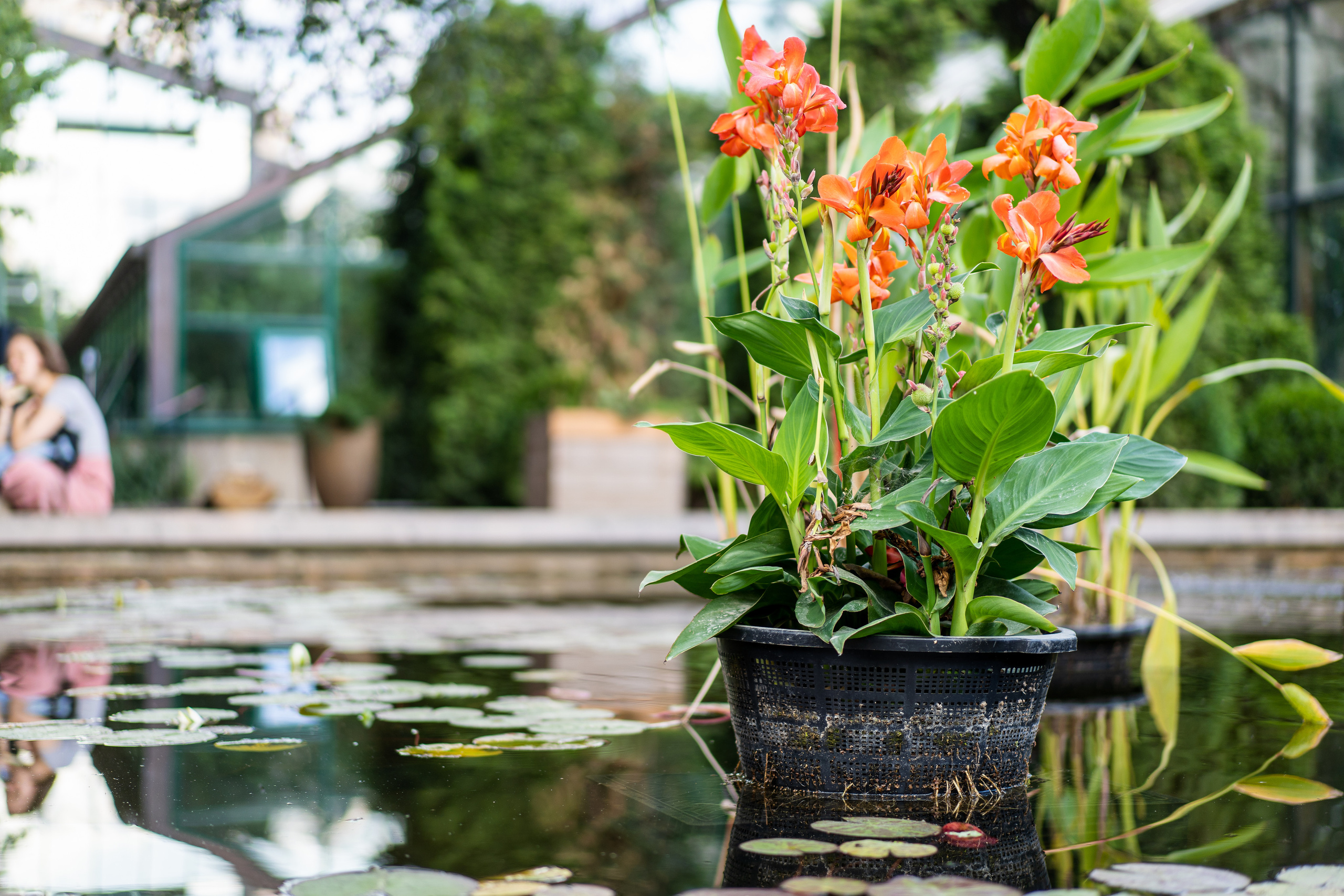 Цветы на воде в Аптекарском огороде в Москве