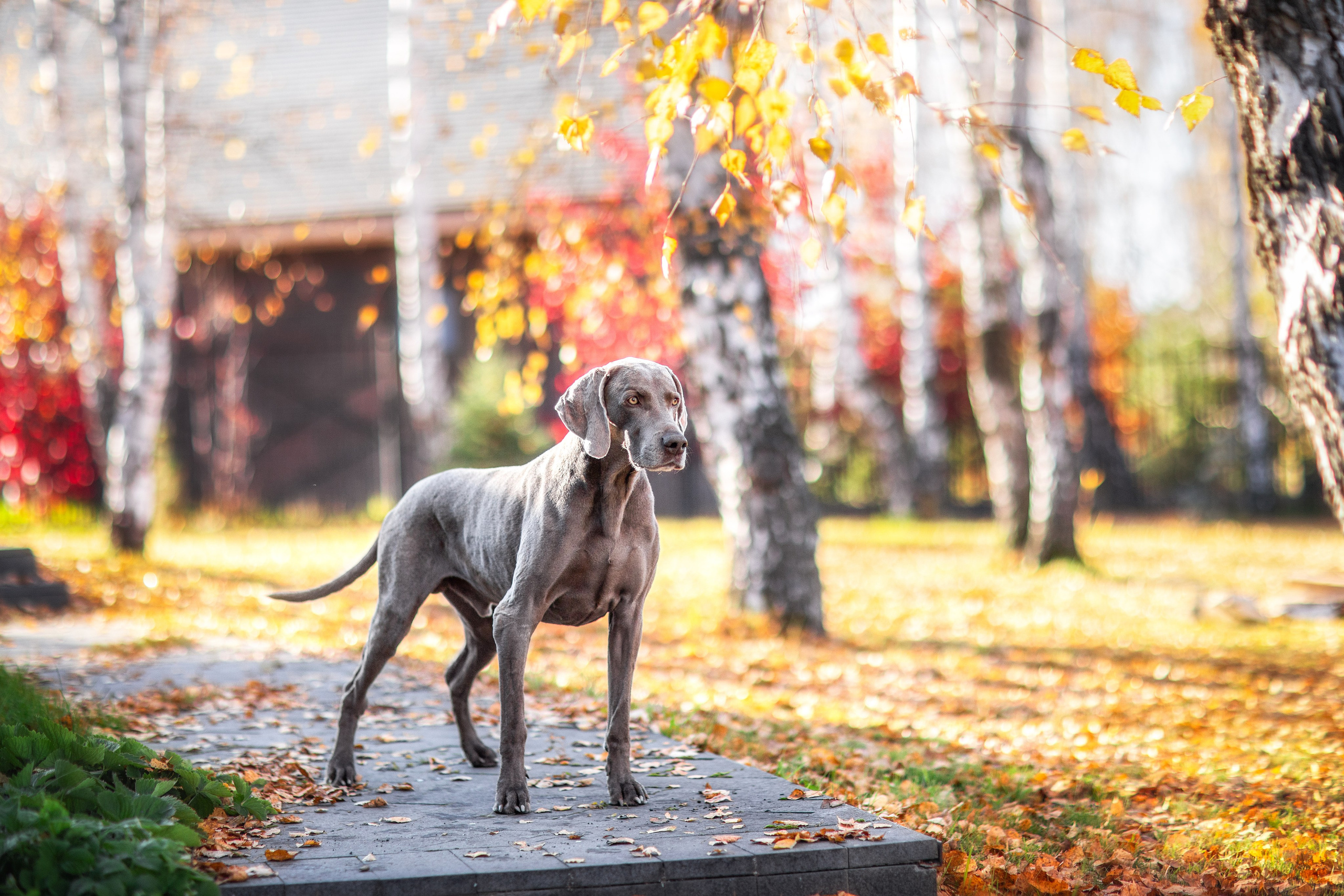 Для клиентов. Фотограф для Вашей собаки