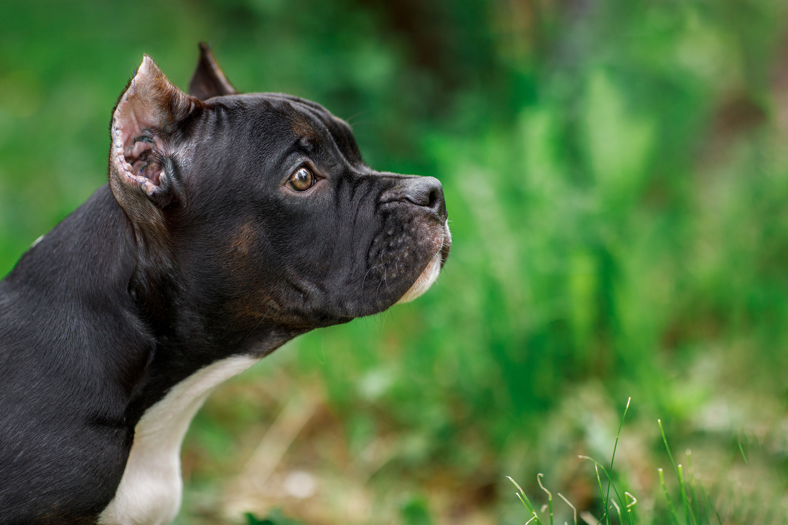 Для клиентов. Фотограф для Вашей собаки