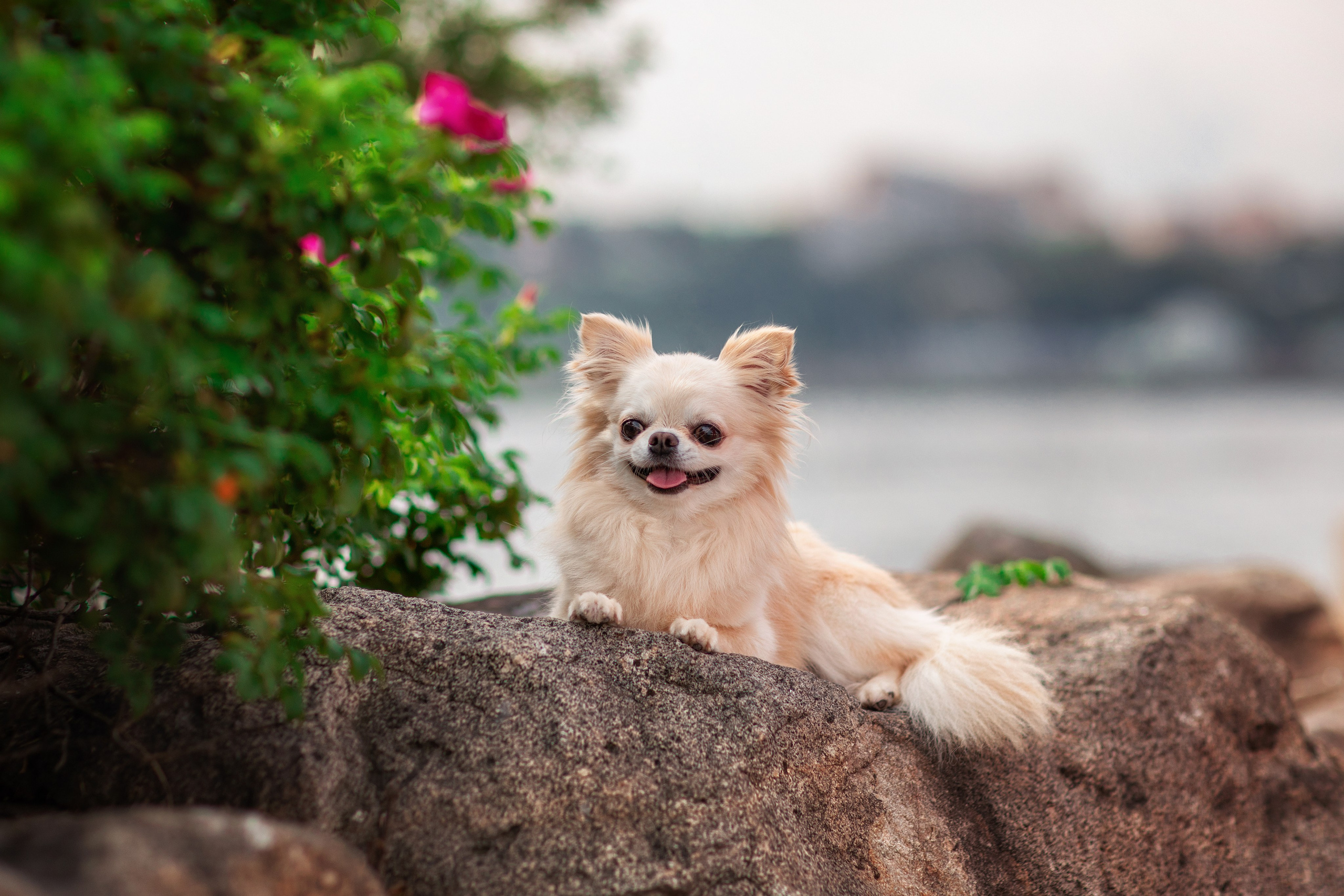 Для клиентов. Фотограф для Вашей собаки