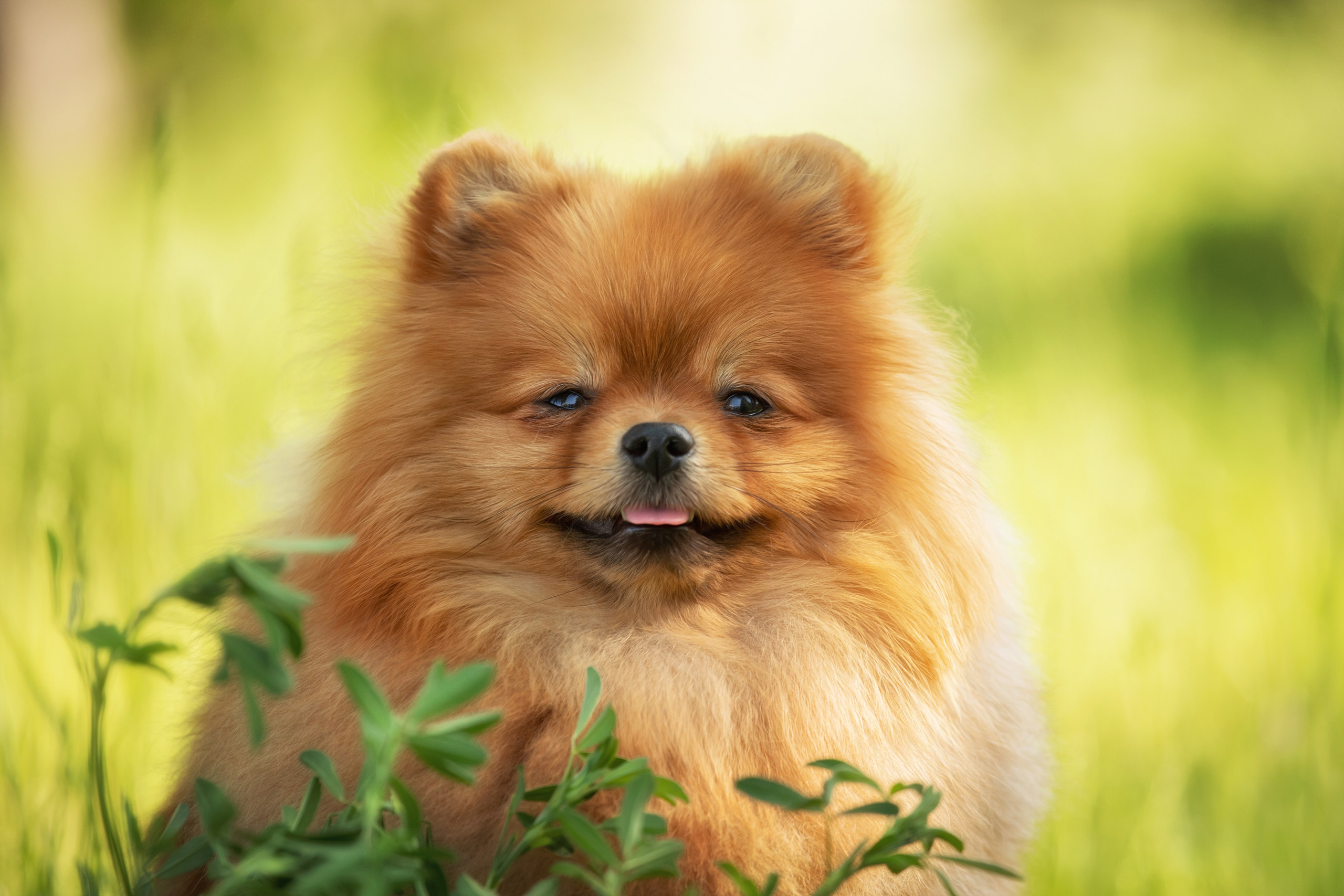 Для клиентов. Фотограф для Вашей собаки