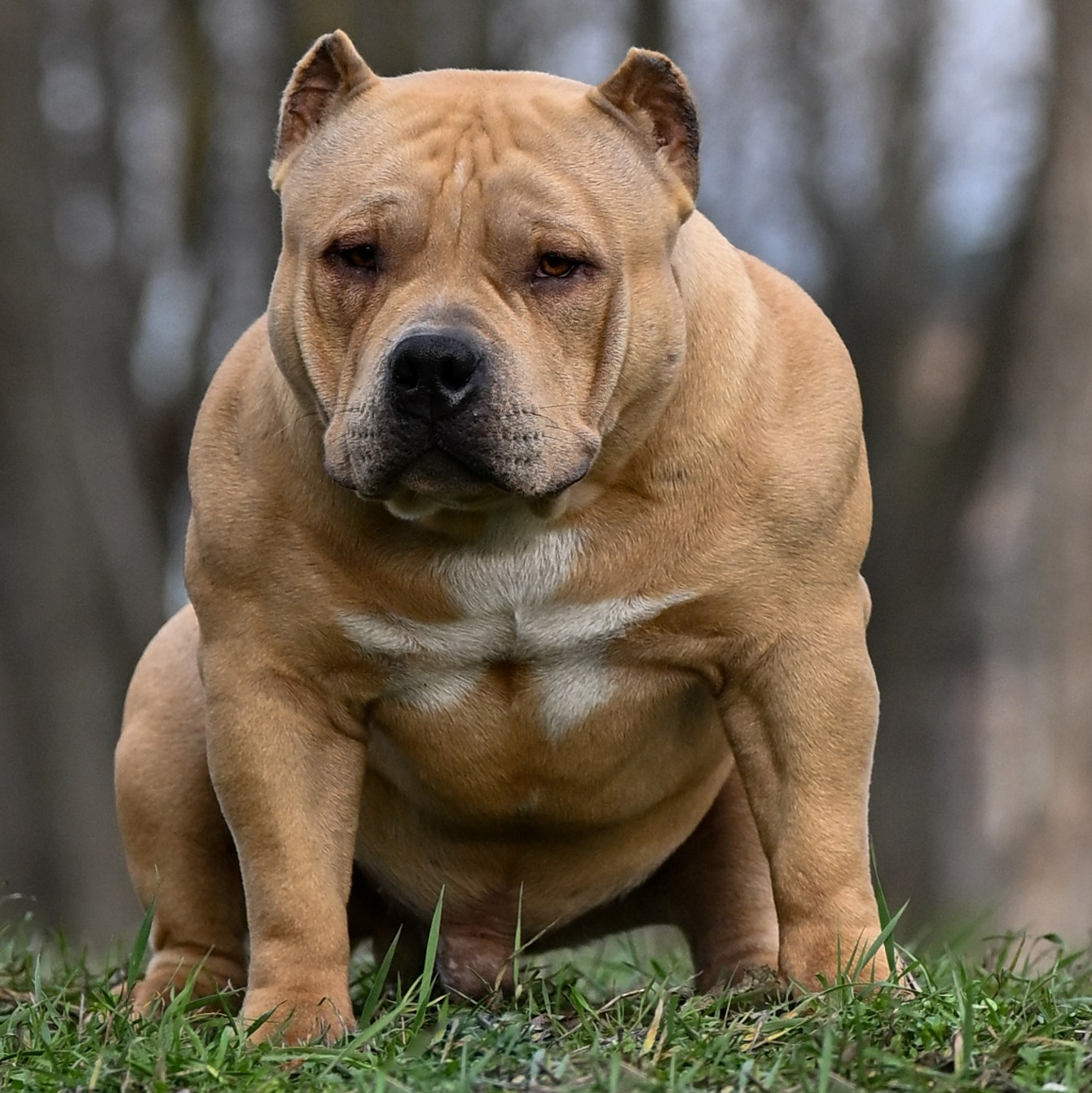 Легендарный кобель Американского Булли покет Bully Lovers Kasper отец Лики Калуга