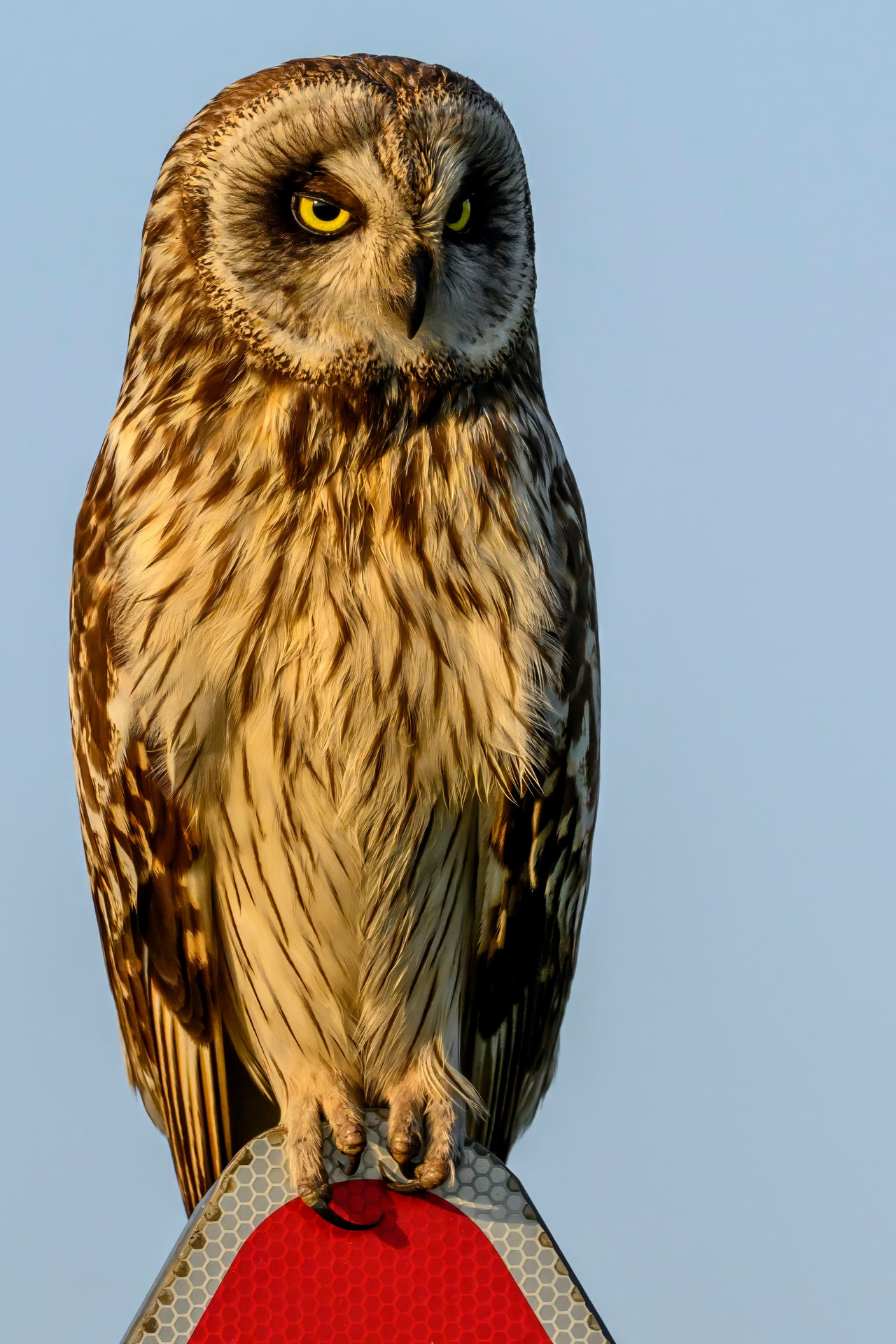 Совы на рассвете. Фотограф Сергей Пупонин